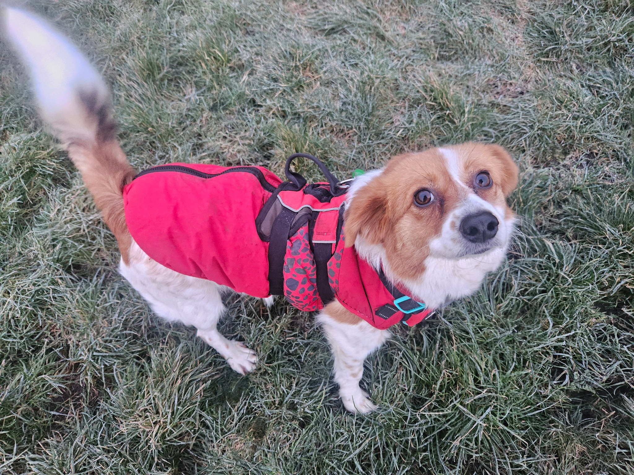 A small tan-and-white rescue dog in a red coat looking up at the camera on frosty grass.