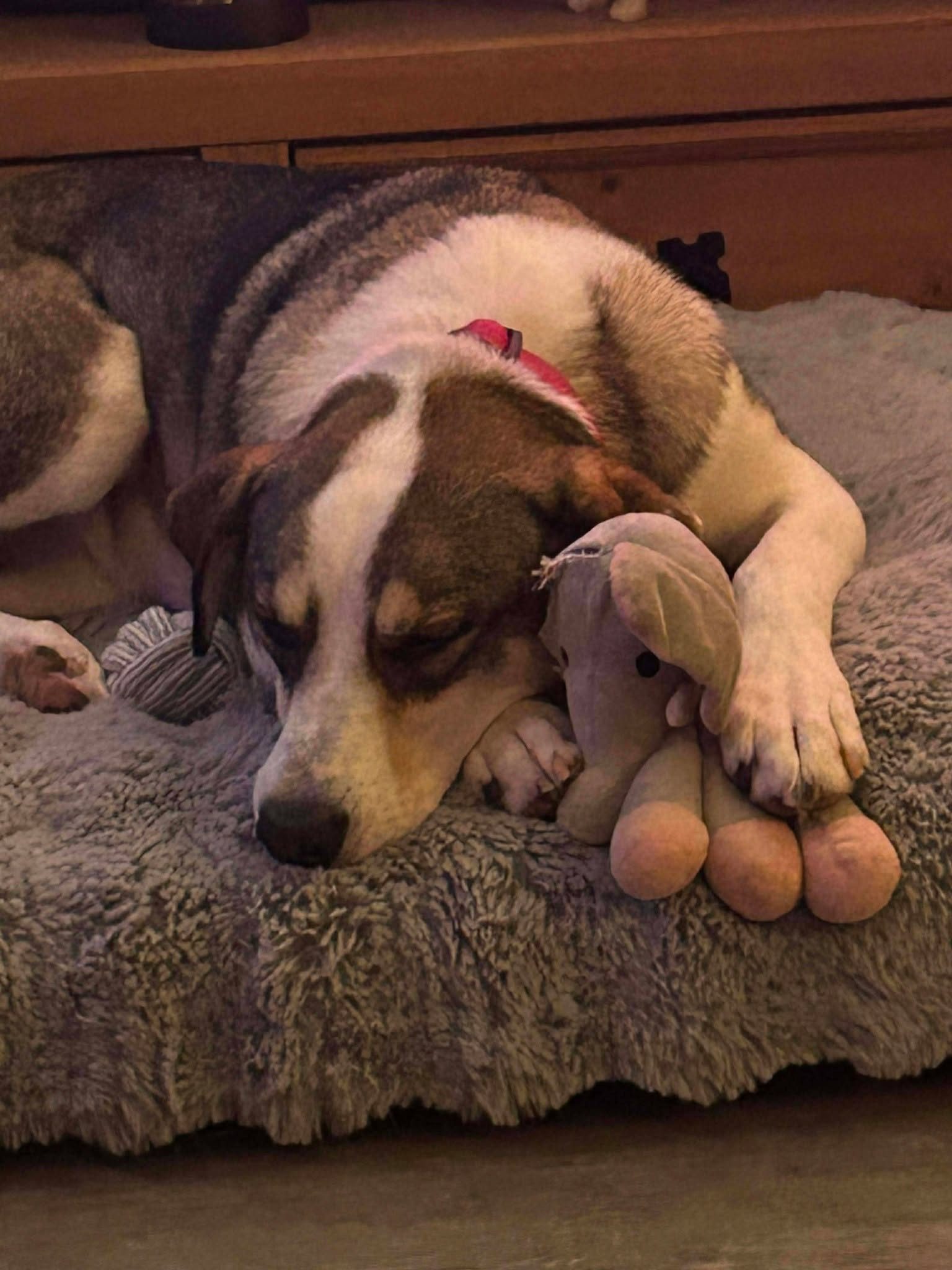 Mabel after arriving in the UK.