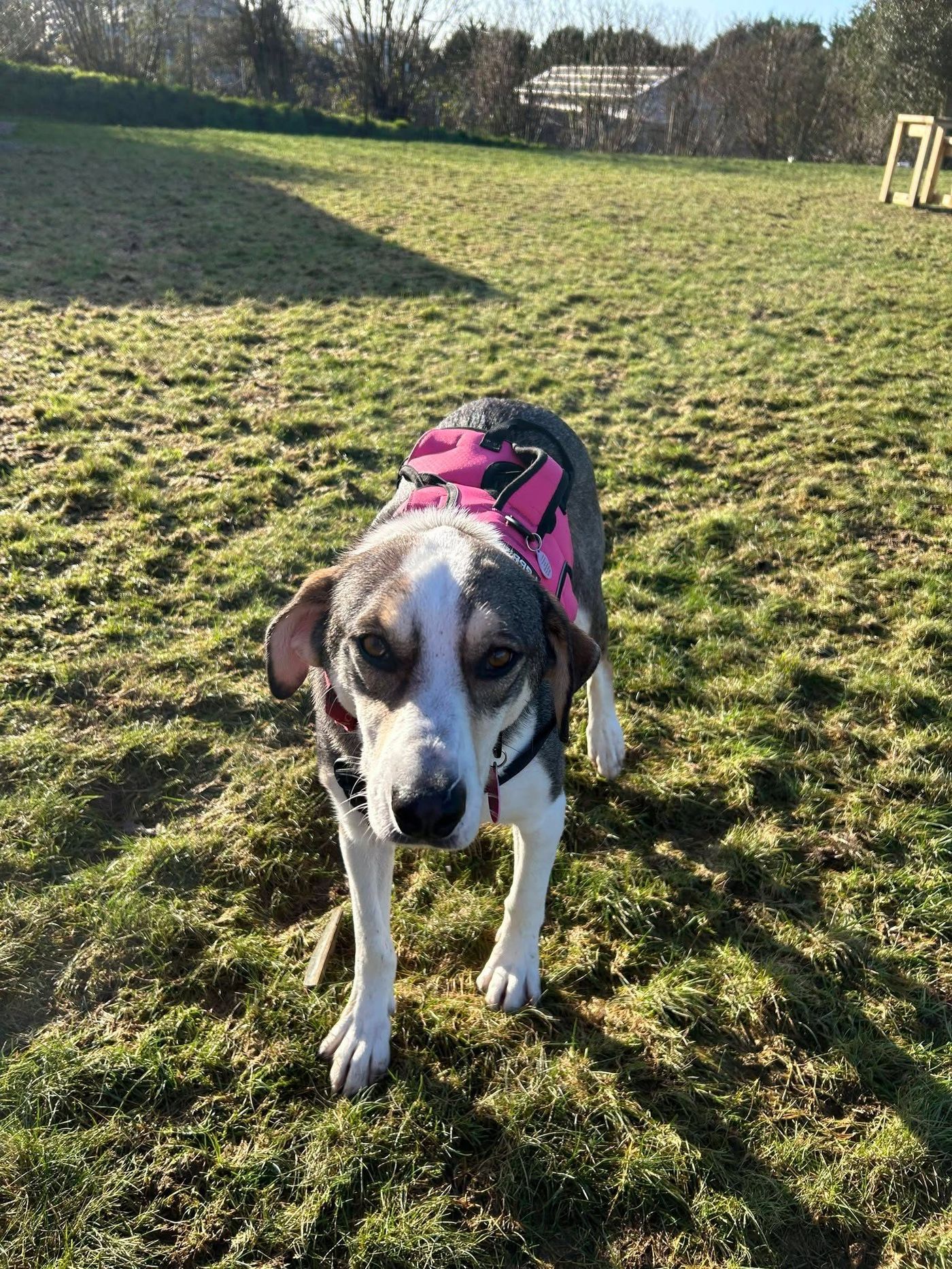 Mabel in Romania, before the Lucky Bus.