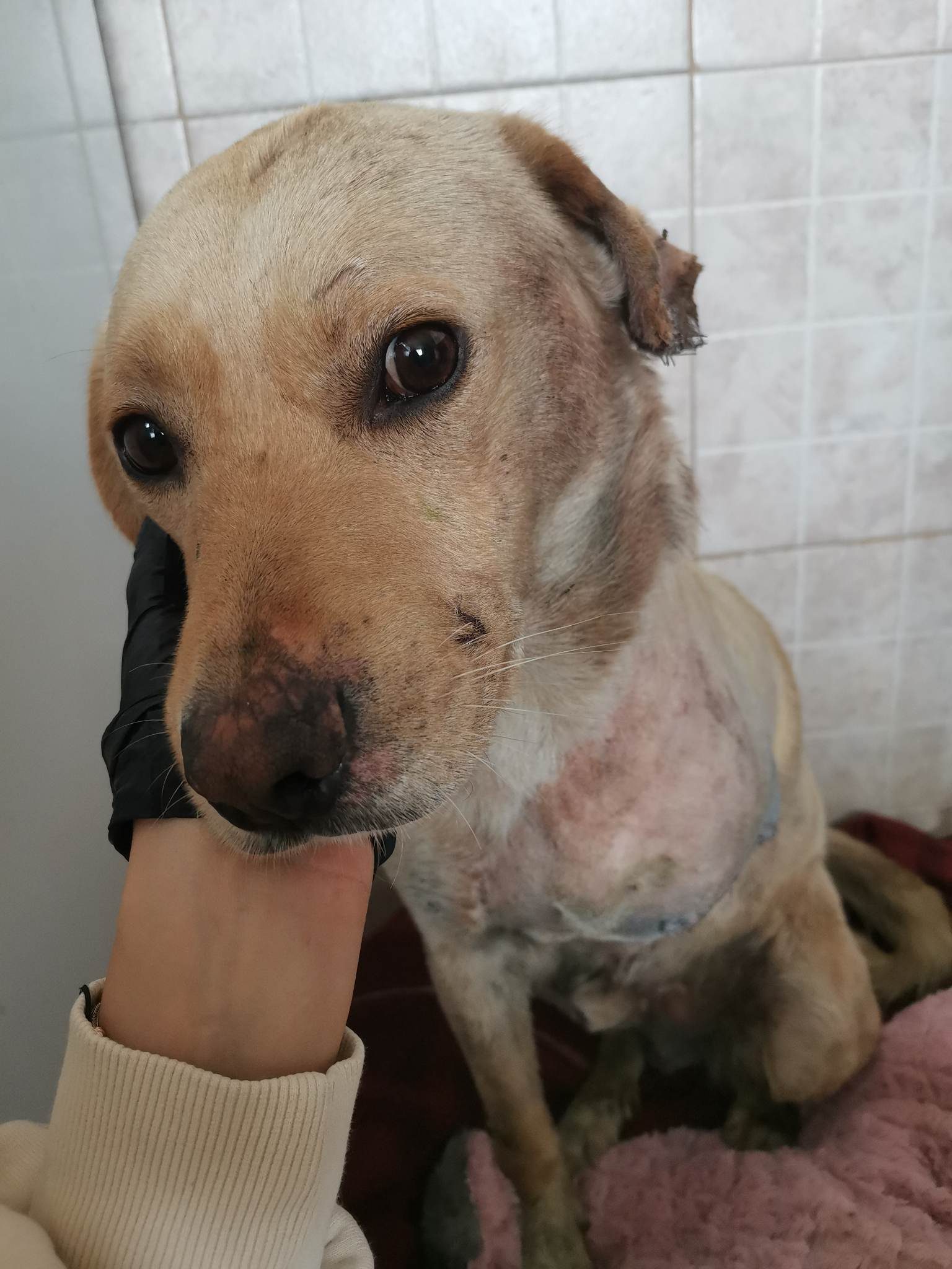 Shylah in Romania, before the Lucky Bus.