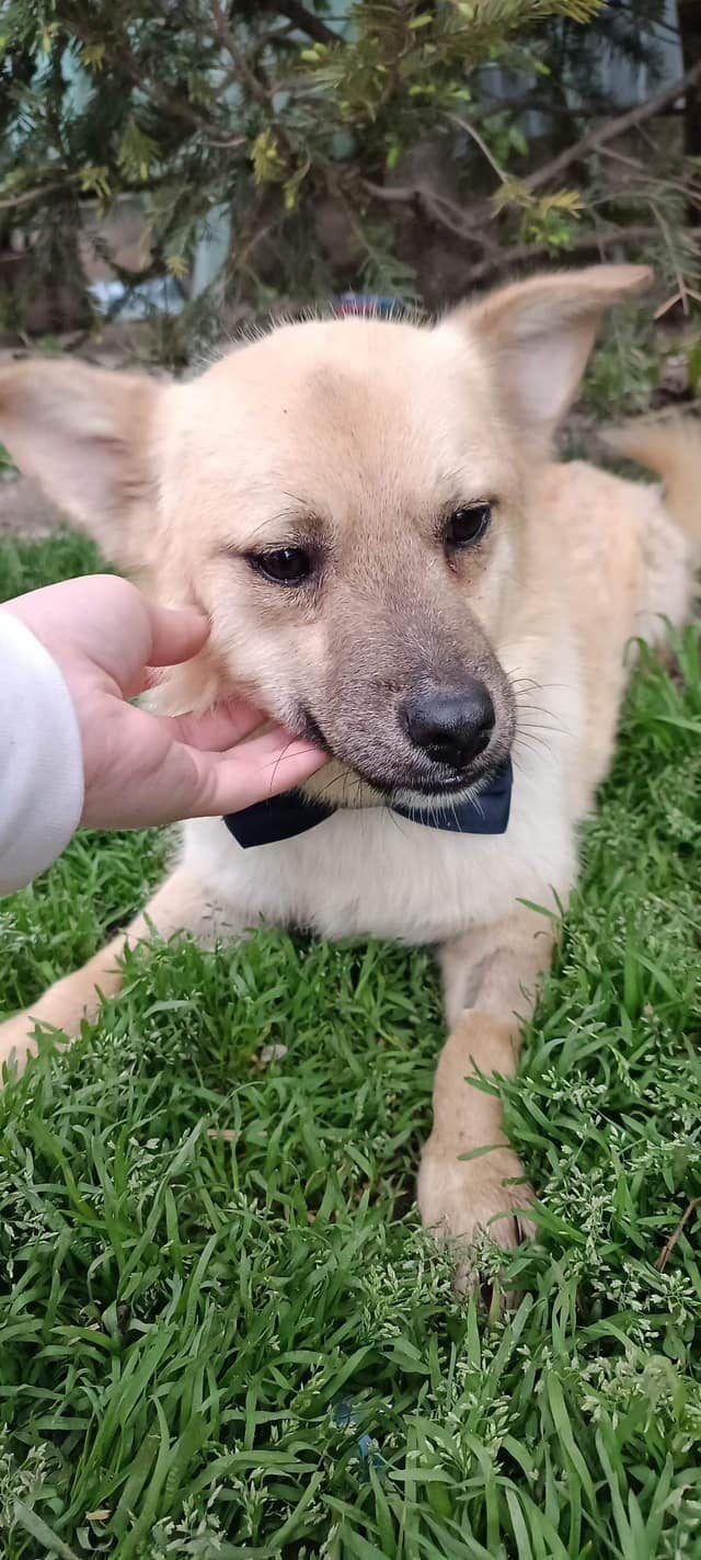 Ziggy after arriving in the UK.