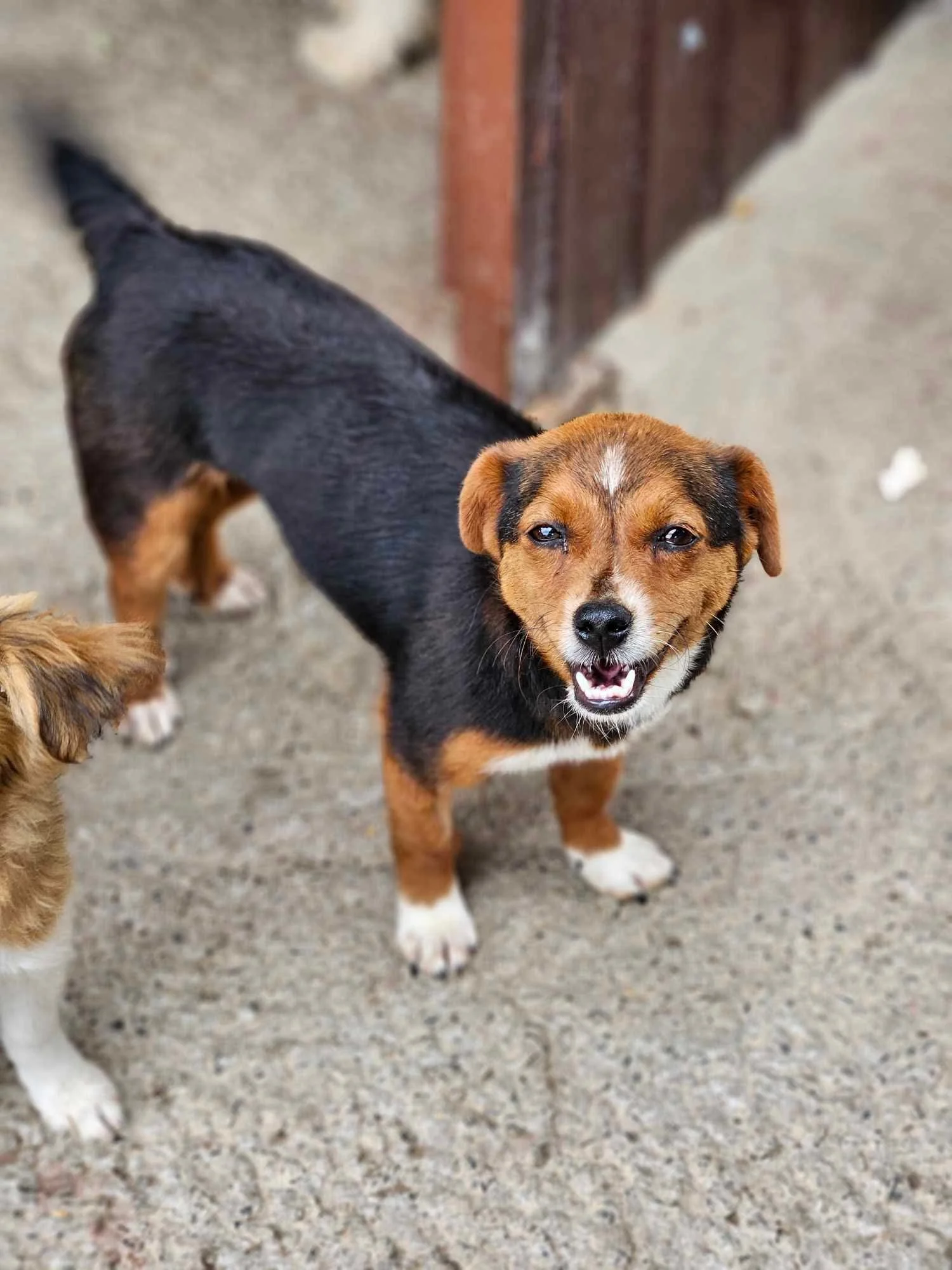 Bea, Penny's Ark rescue dog.