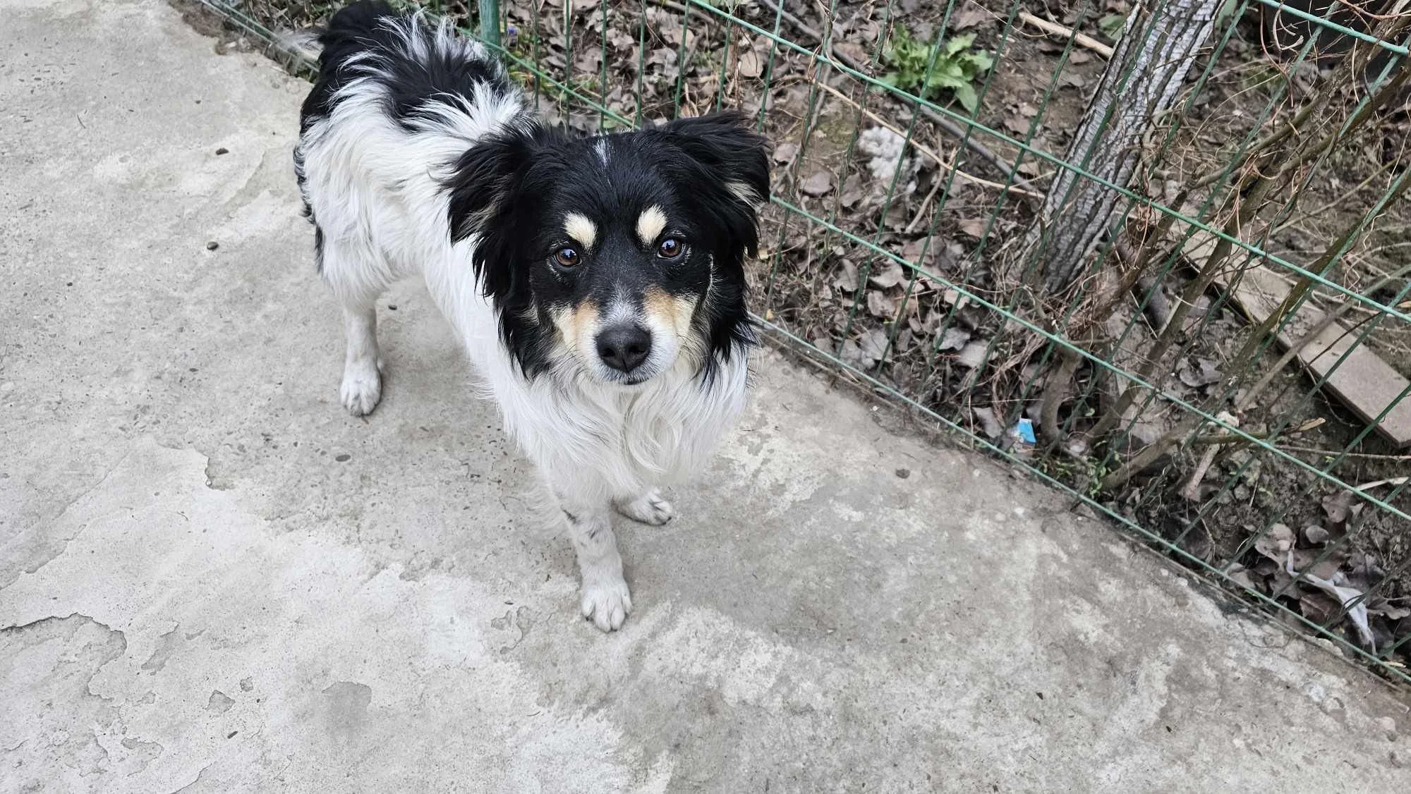Dave, Penny's Ark rescue dog.