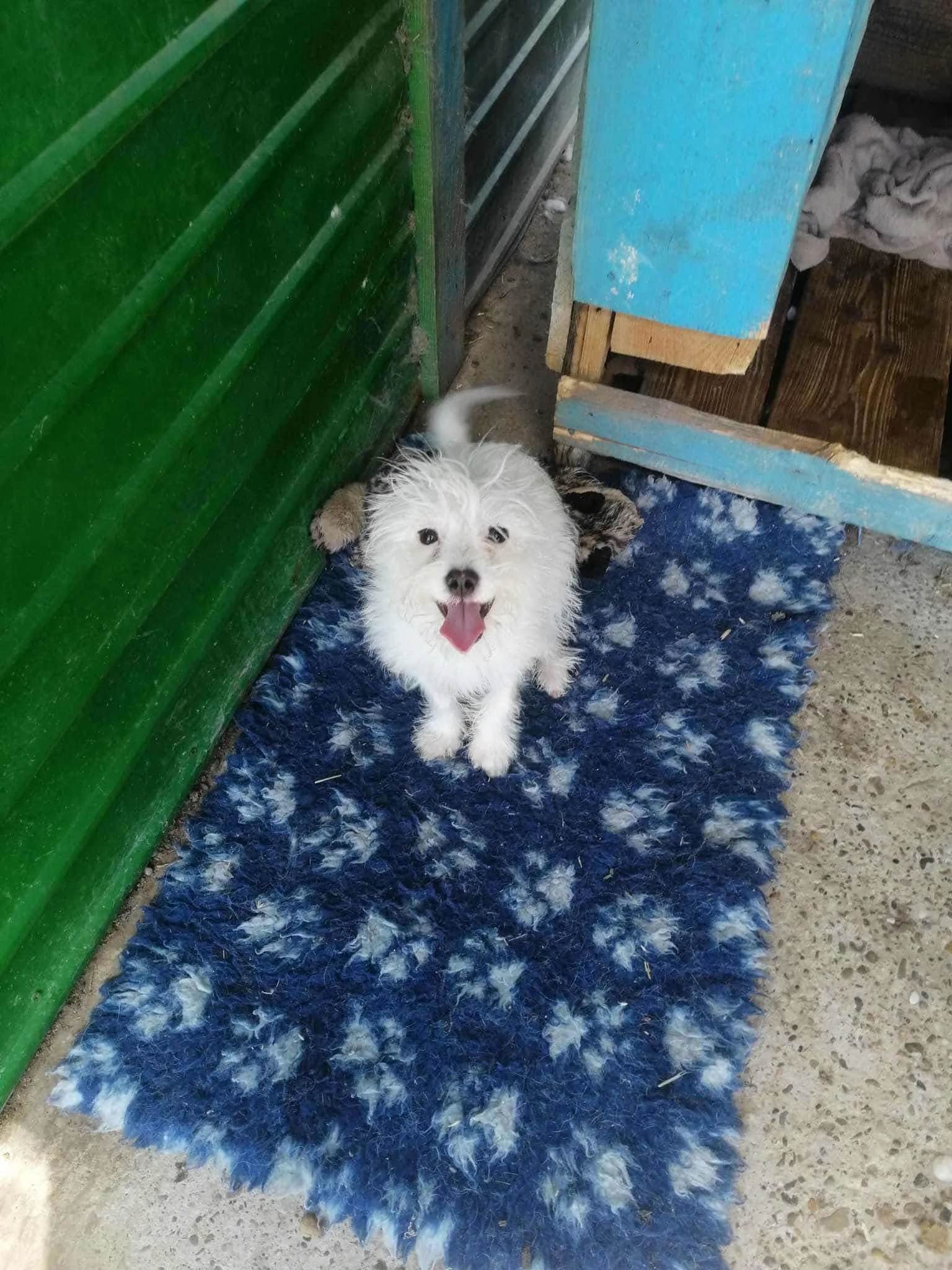 Suki, Penny's Ark rescue dog.