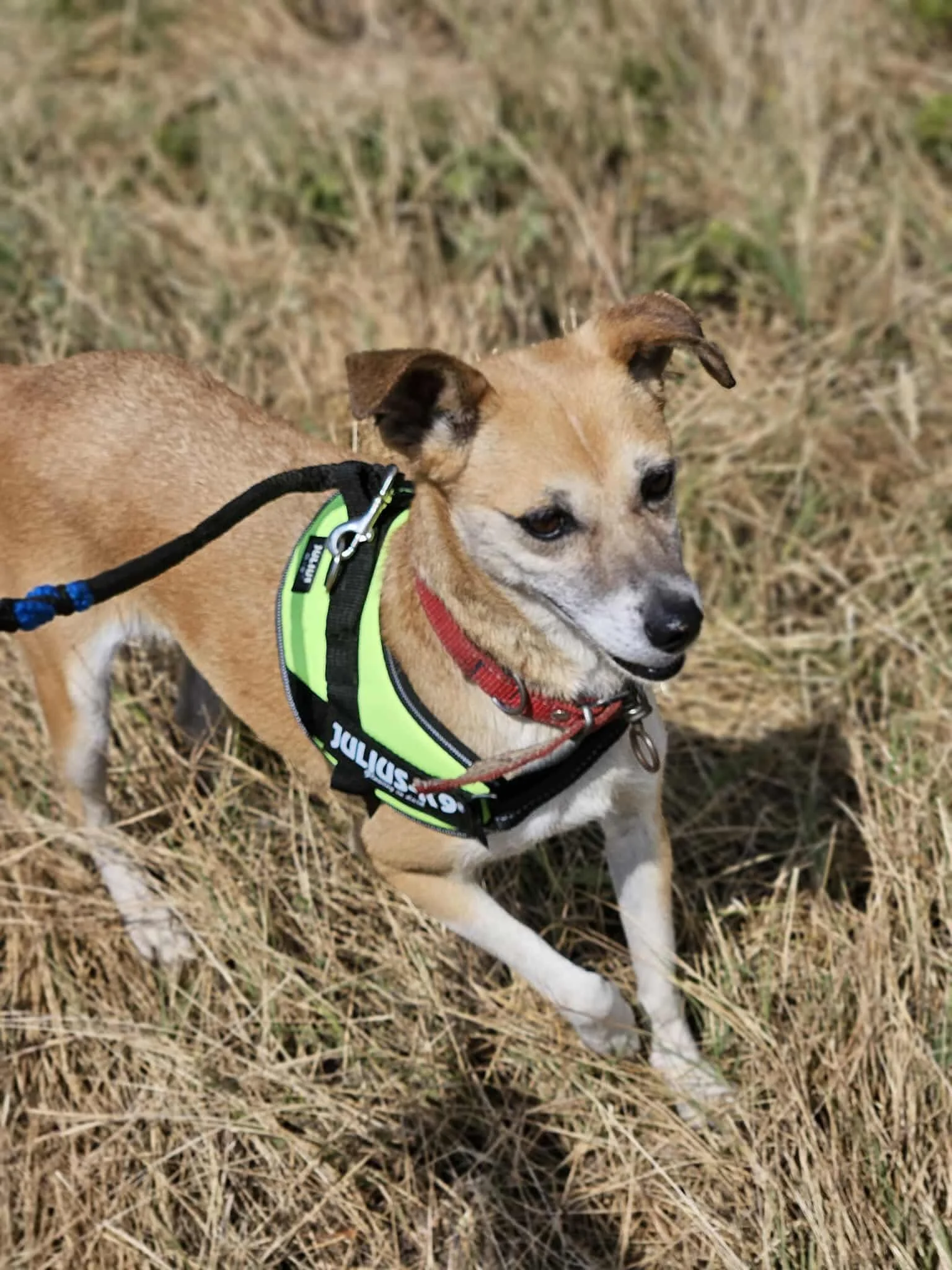 Thea, Penny's Ark rescue dog.