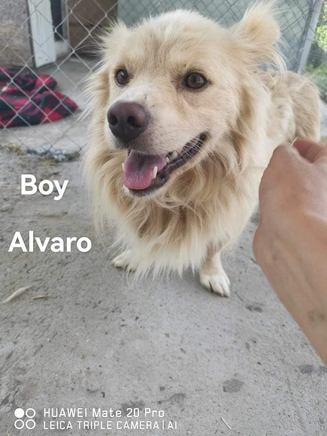 Mikey, Penny's Ark rescue dog.