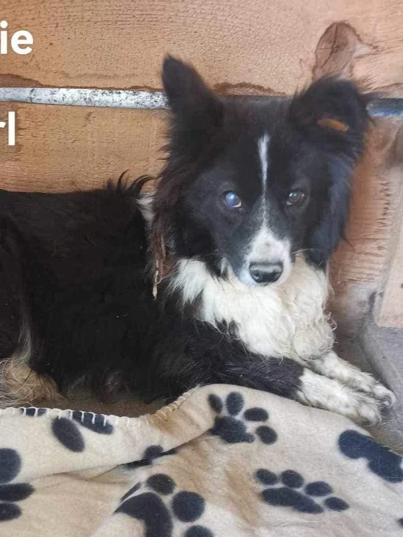 Dottie, Penny's Ark rescue dog.