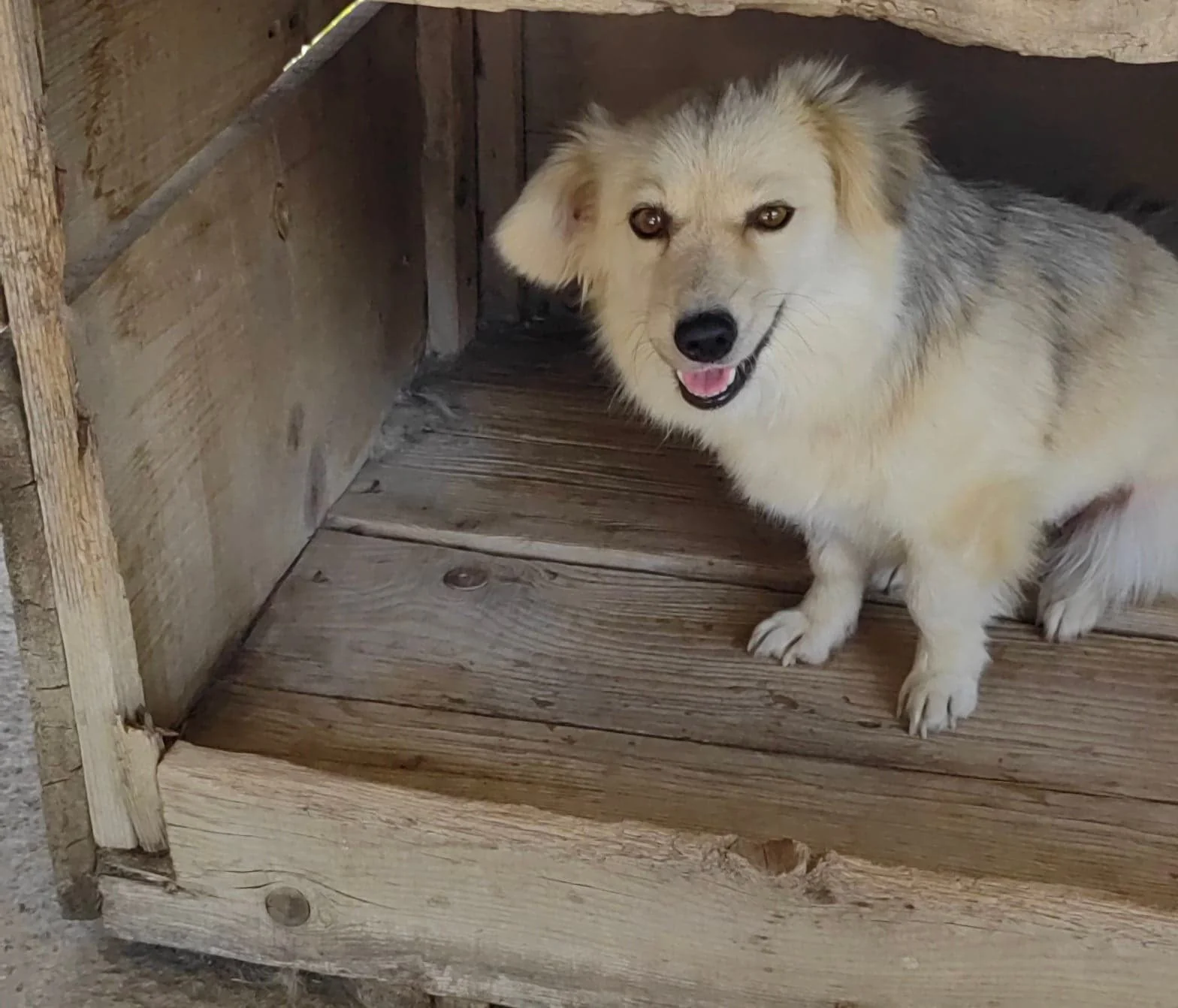 Java (now Suzy), Penny's Ark rescue dog.