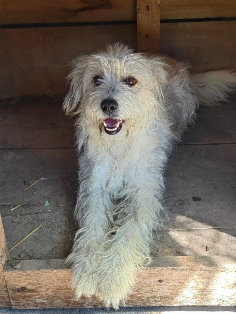 Cookie, Penny's Ark rescue dog.