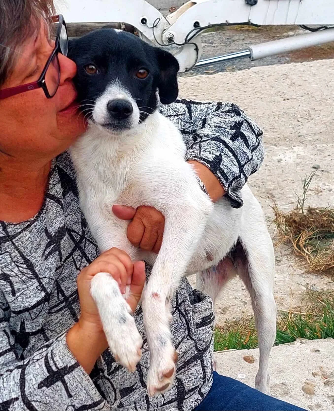 Bria, Penny's Ark rescue dog.