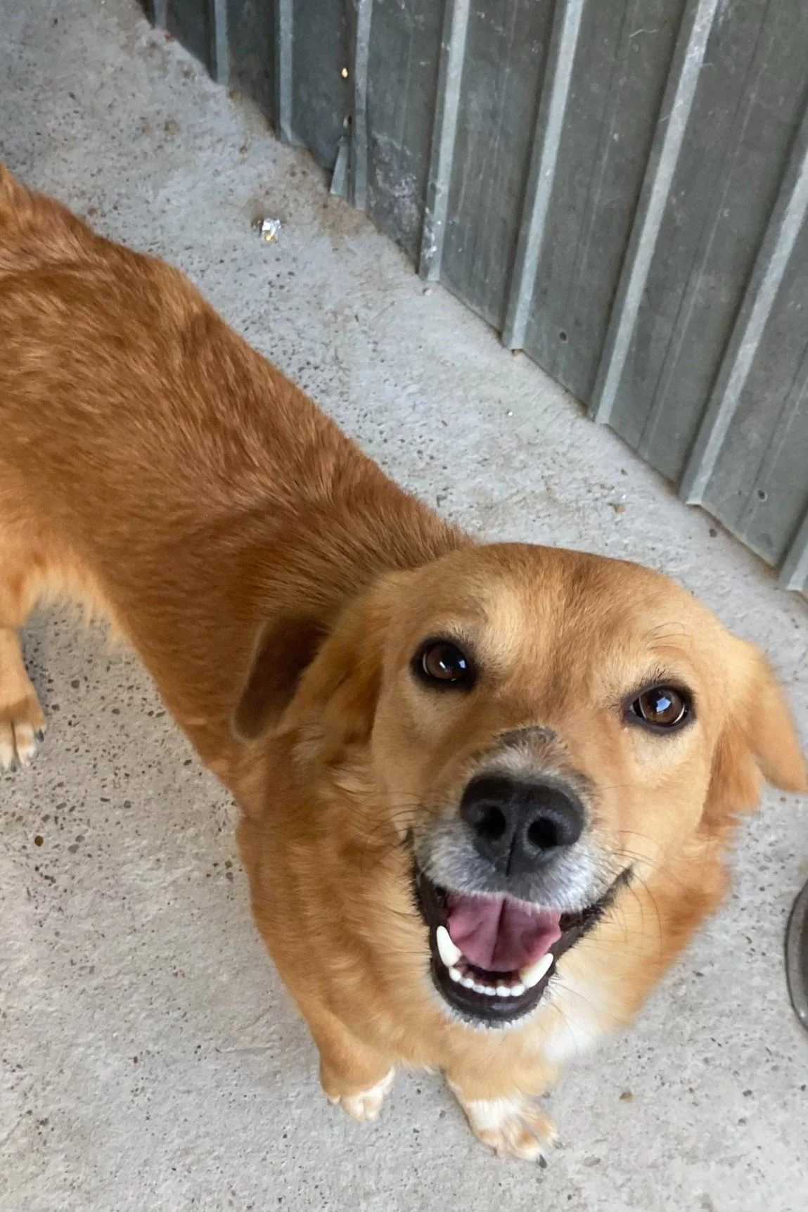 Kayla, Penny's Ark rescue dog.