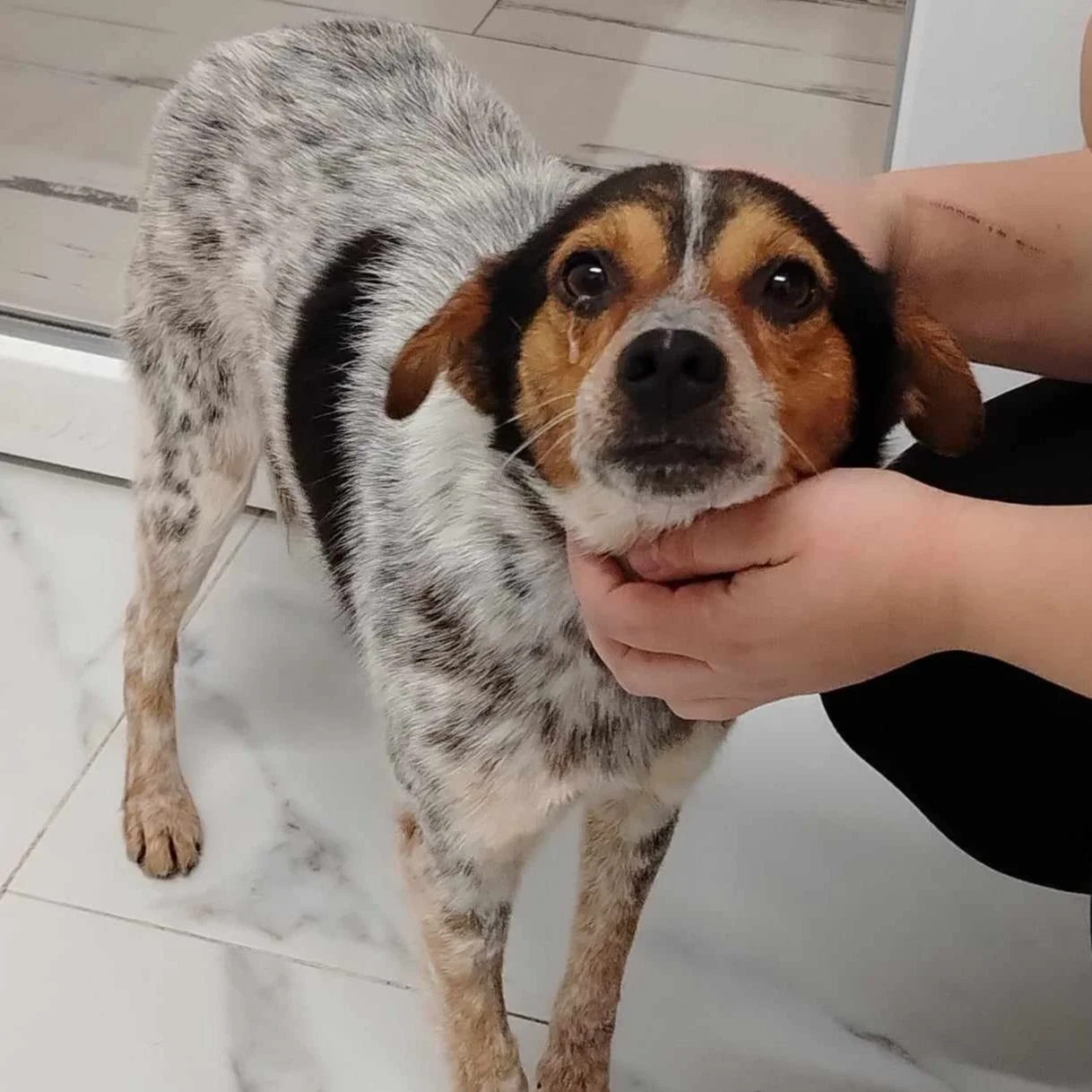 Bruker, Penny's Ark rescue dog.