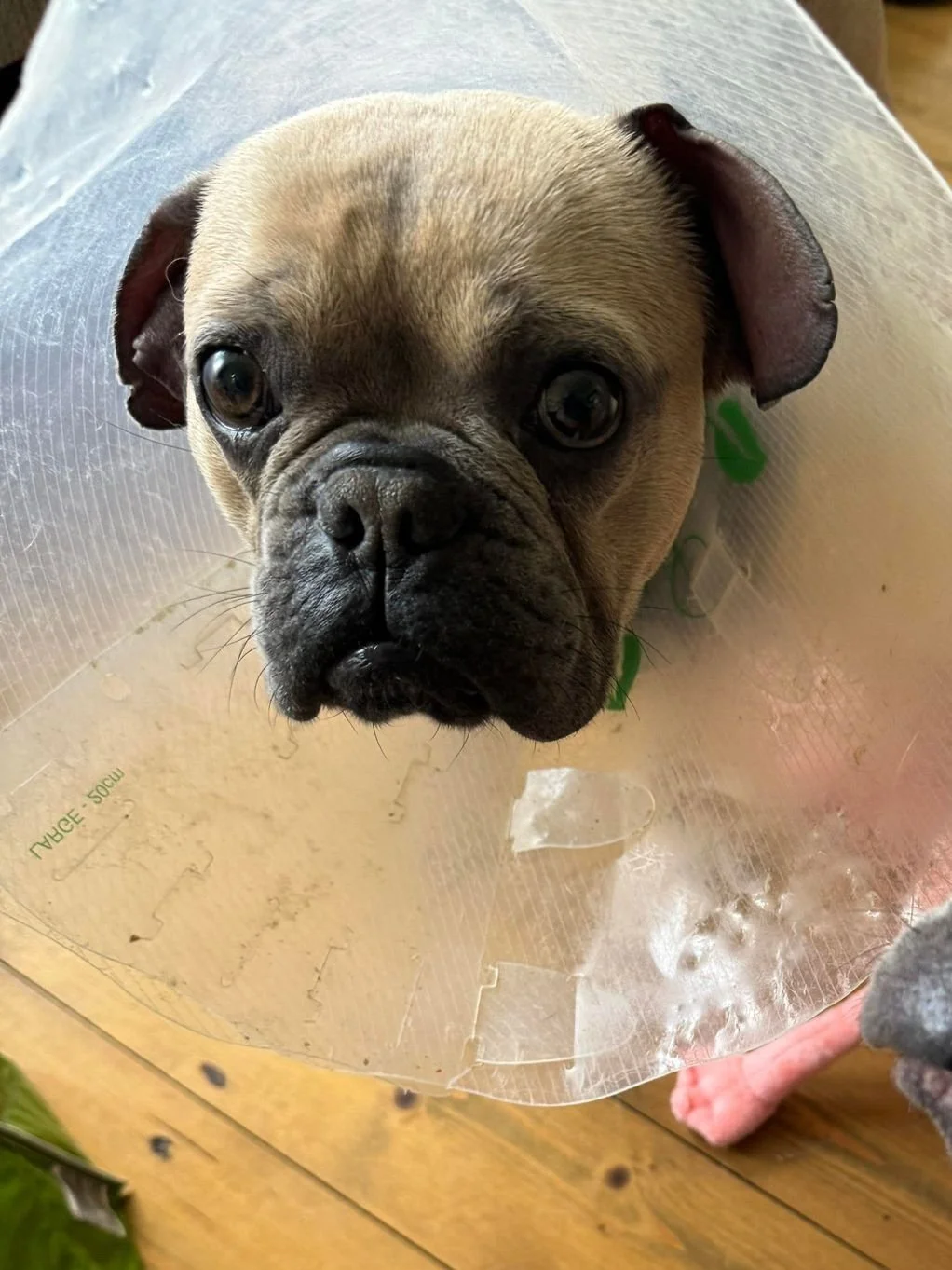 Buzz, Penny's Ark rescue dog.
