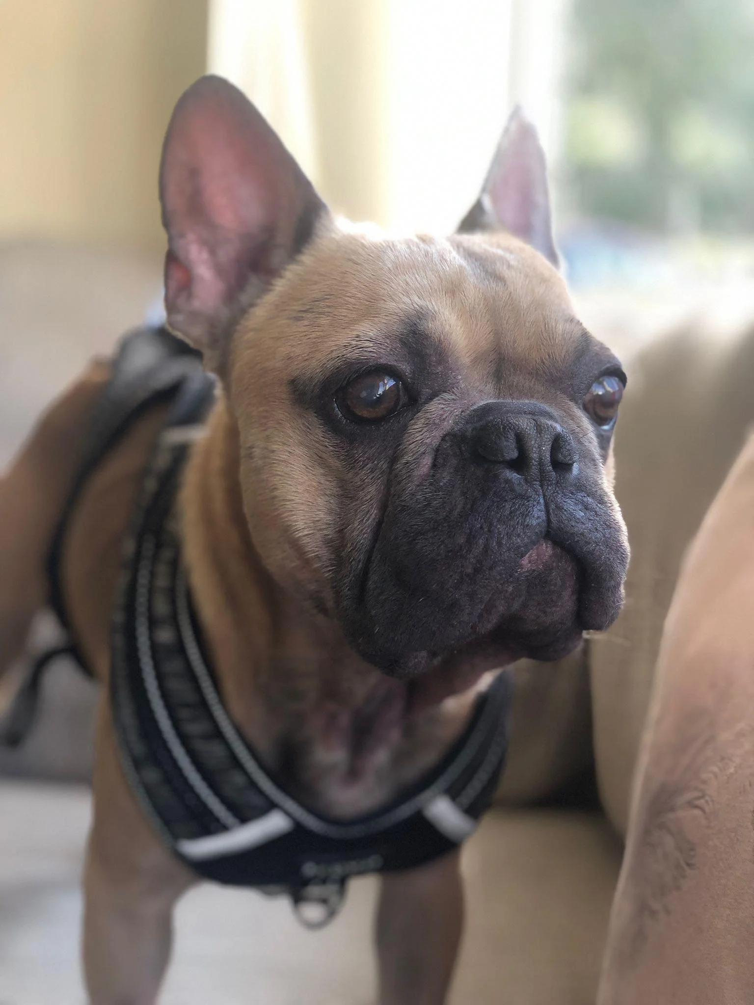 Woody, Penny's Ark rescue dog.