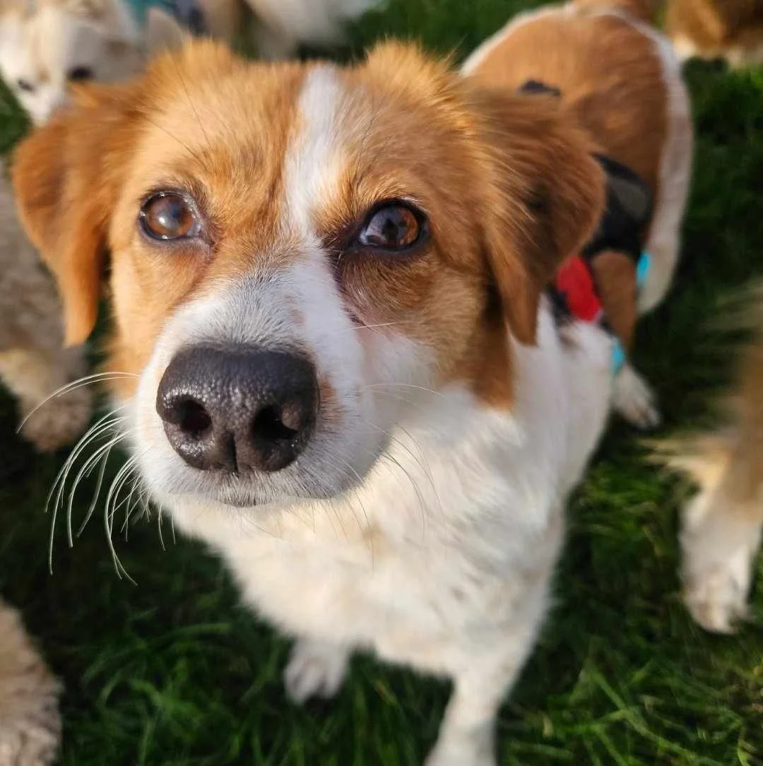 Sally, Penny's Ark rescue dog.