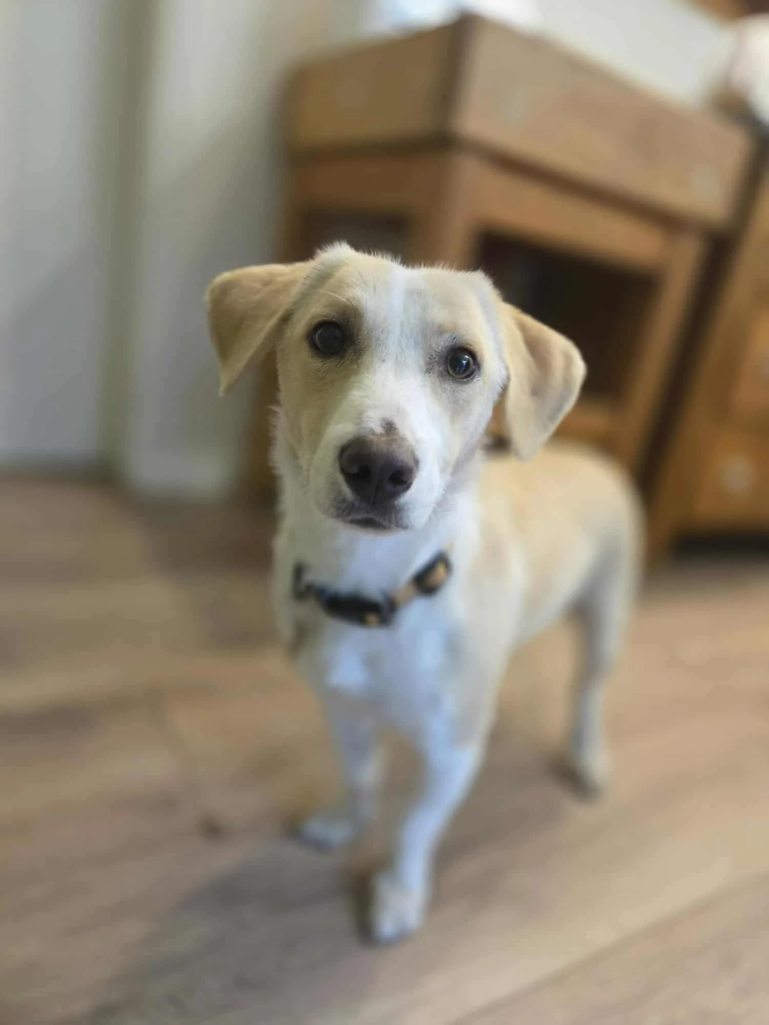 Patty, Penny's Ark rescue dog.