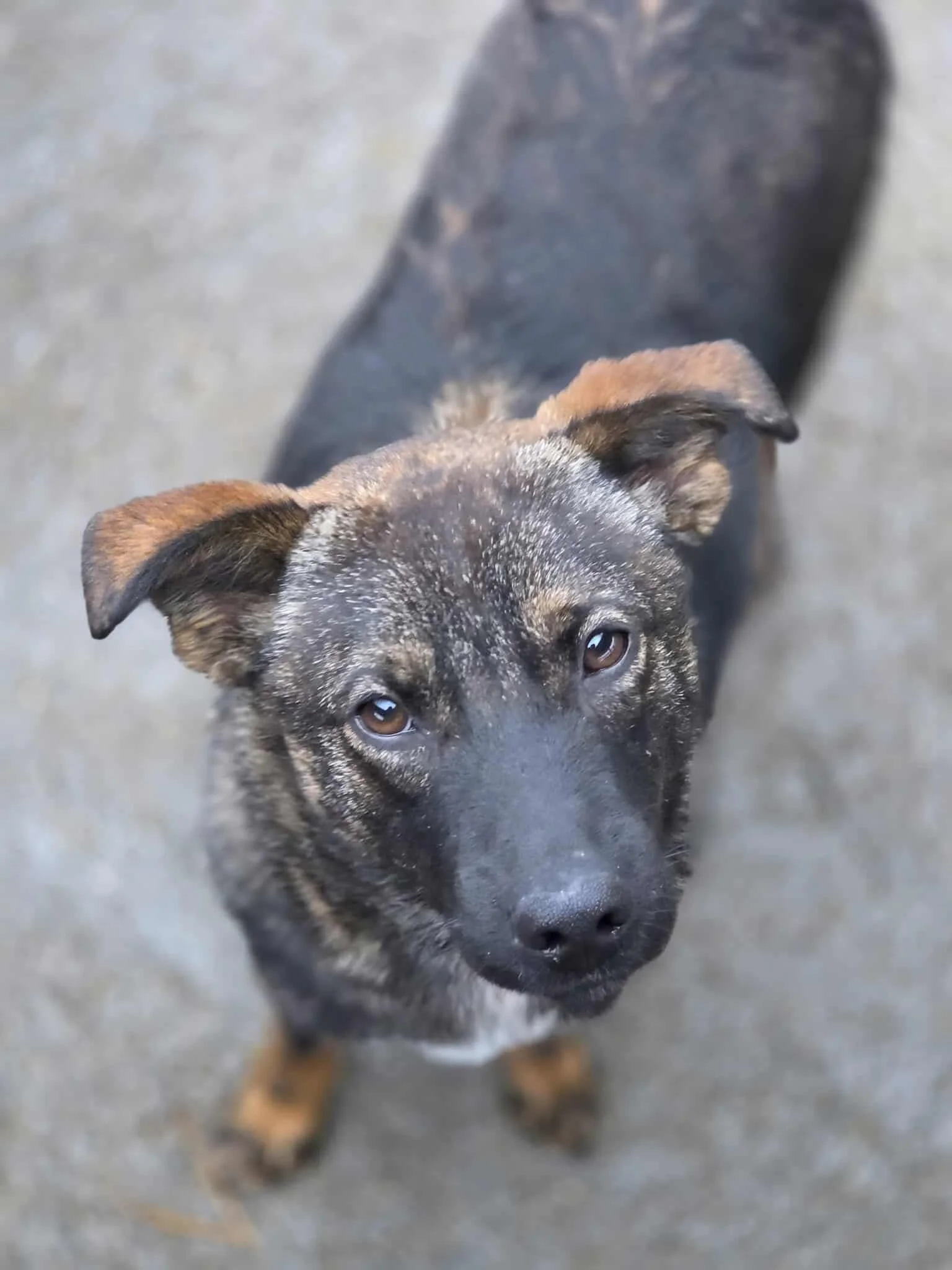 Nonny, Penny's Ark rescue dog.