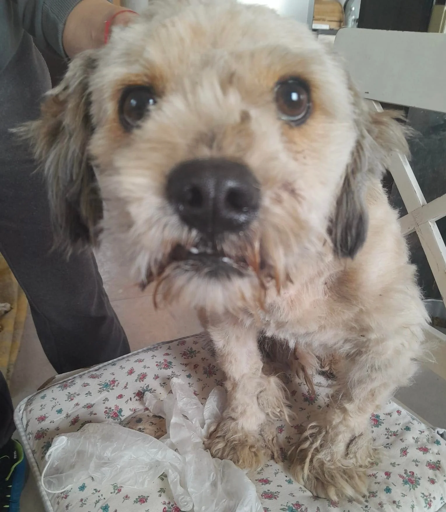 Archie, Penny's Ark rescue dog.