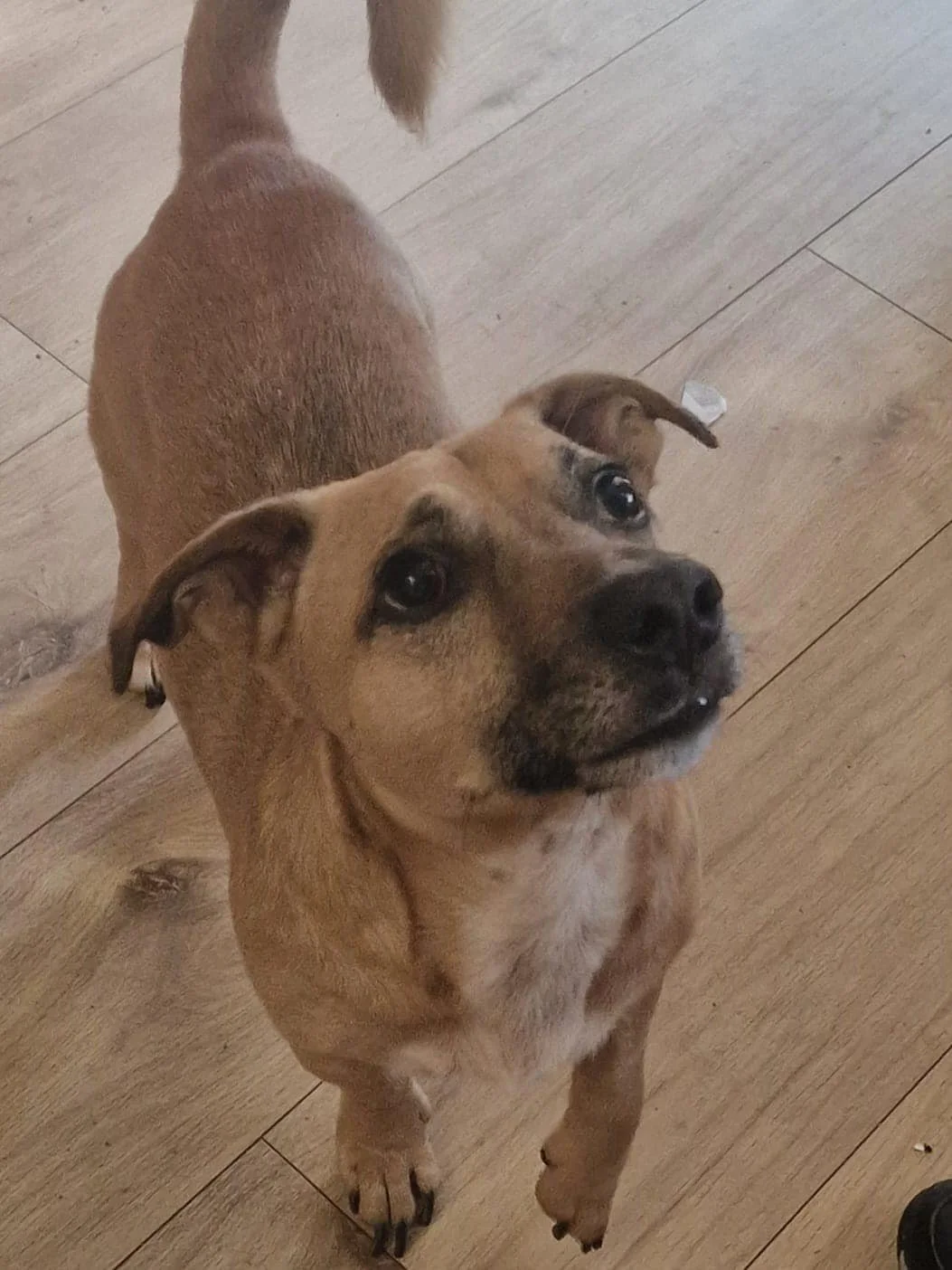 Bruno, Penny's Ark rescue dog.