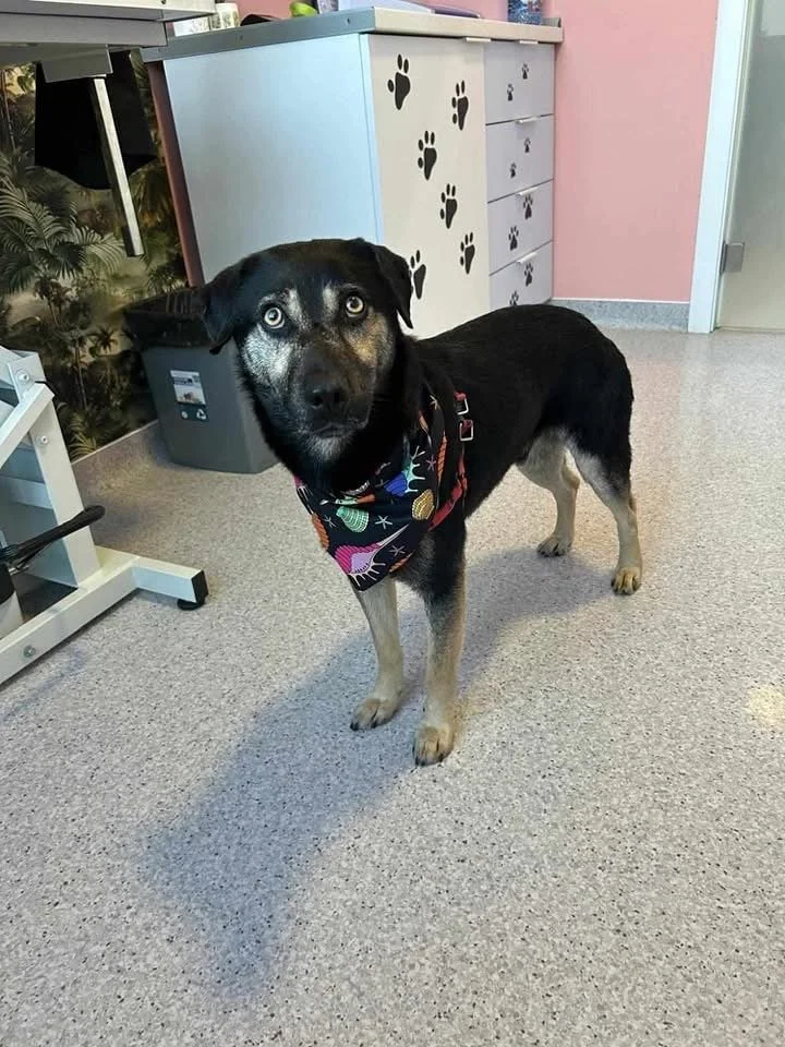 Zorro, Penny's Ark rescue dog.
