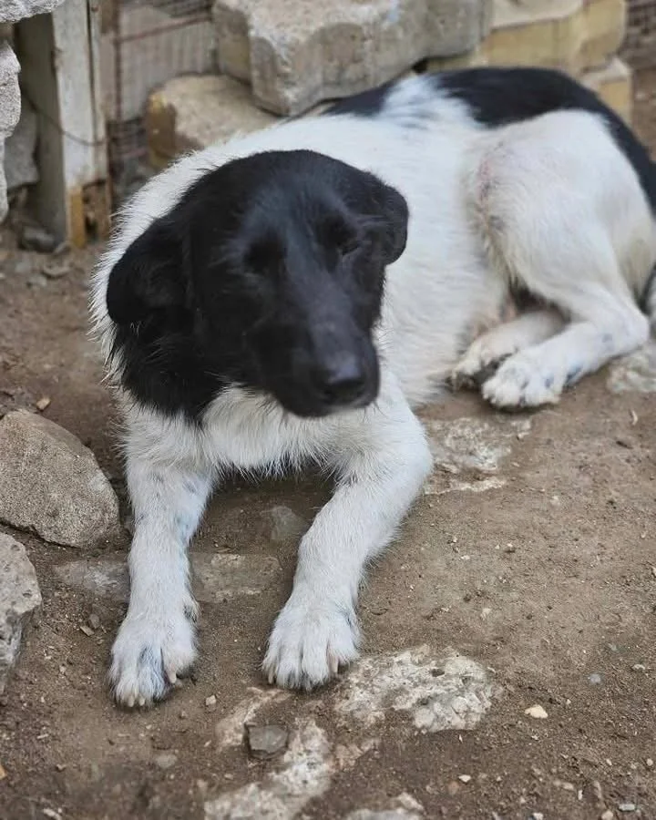Rosa(now Mabli), Penny's Ark rescue dog.