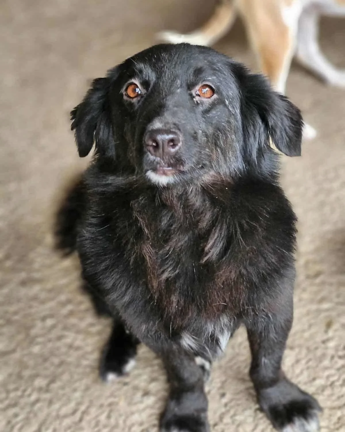 Kosovo, Penny's Ark rescue dog.