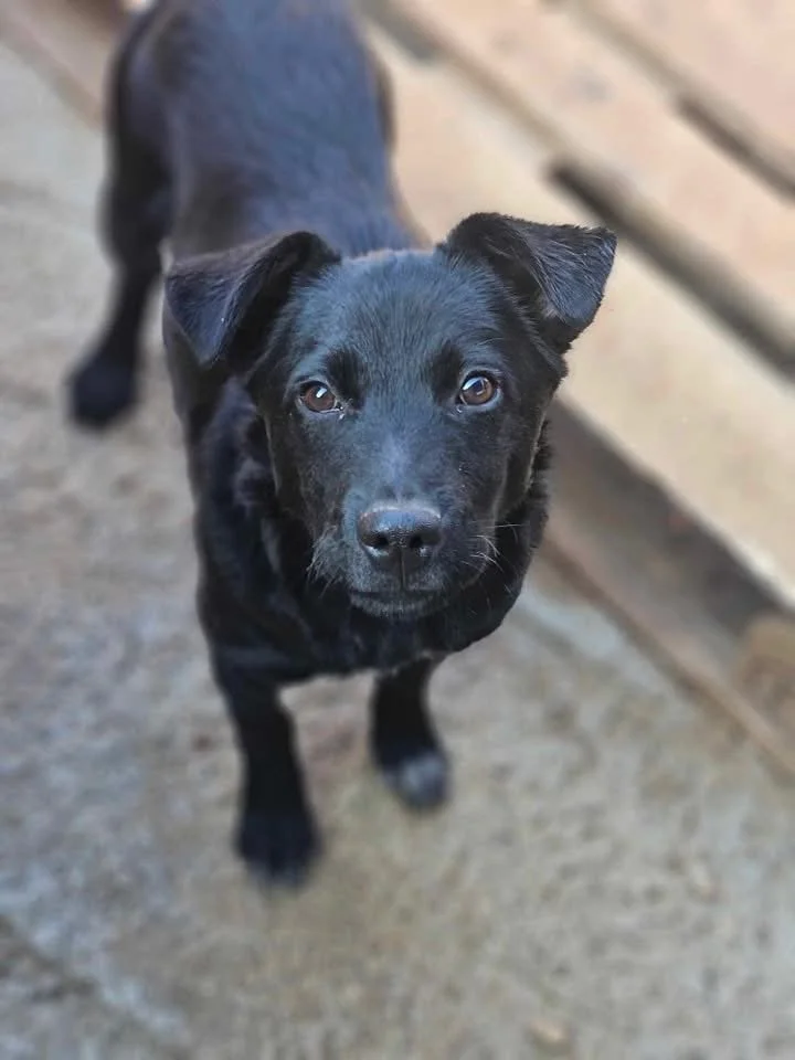 Tiganu, Penny's Ark rescue dog.