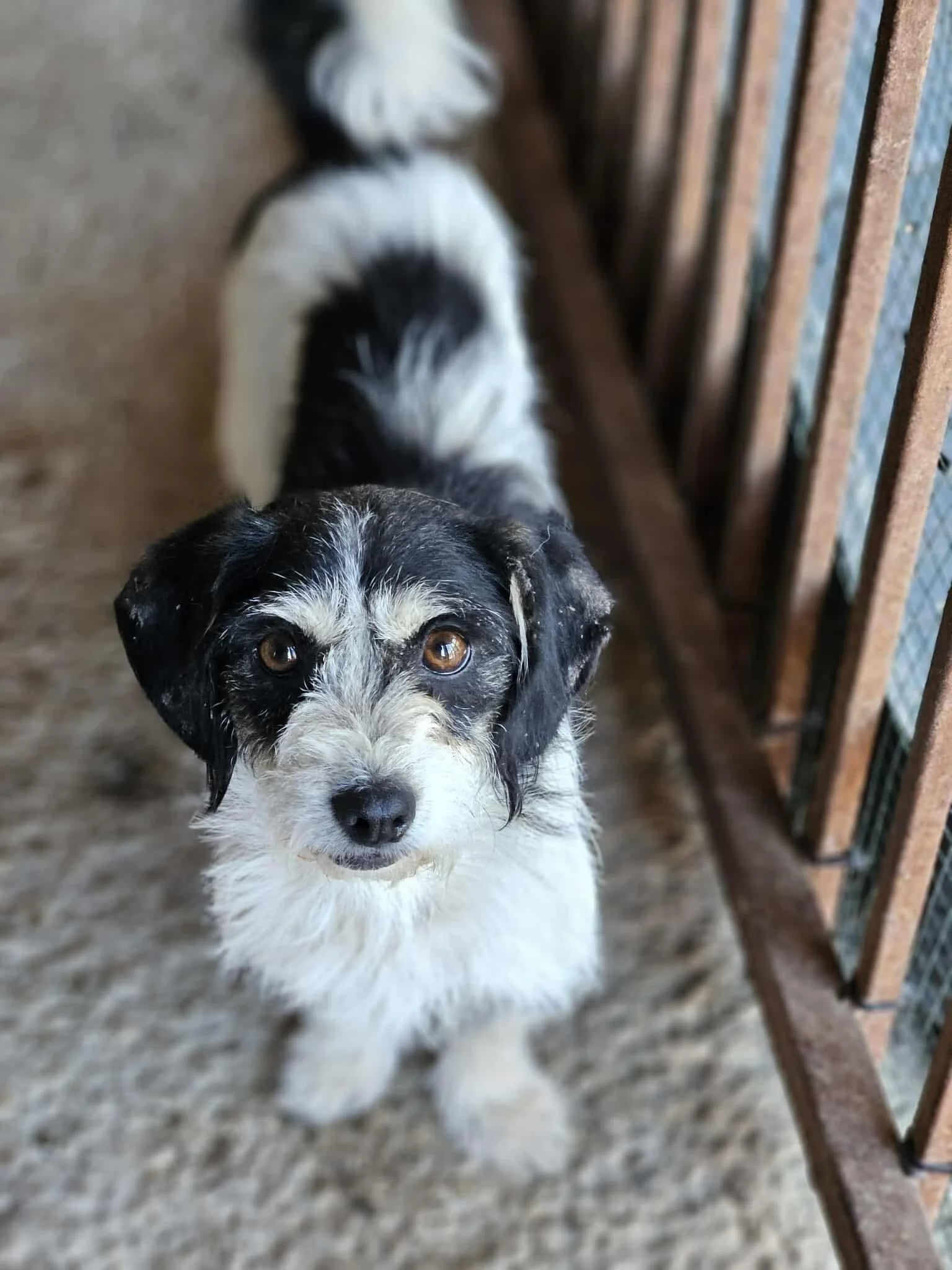 Ariel, Penny's Ark rescue dog.