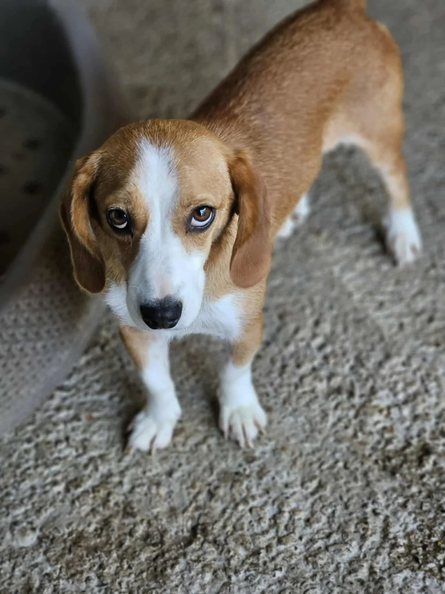 Gemma, Penny's Ark rescue dog.