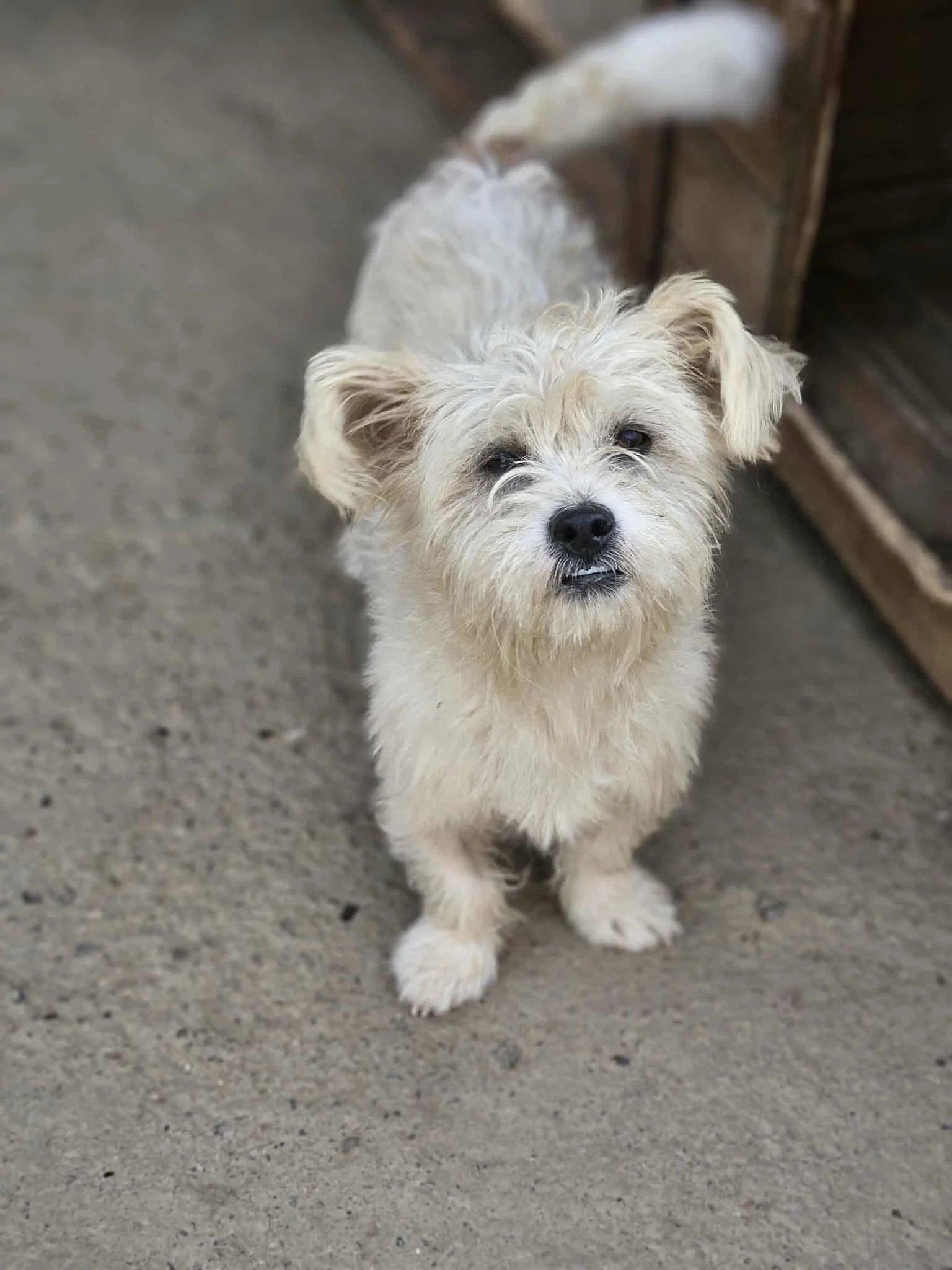 Tom, Penny's Ark rescue dog.