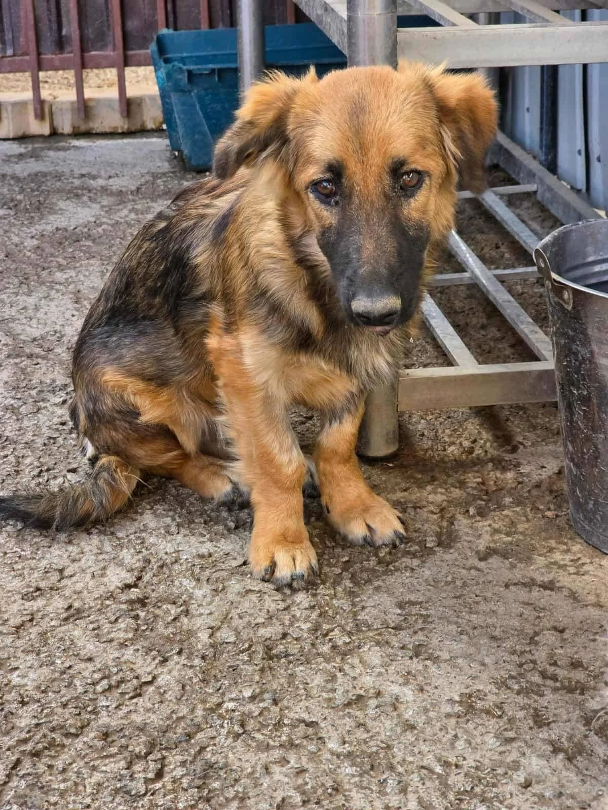 Juri, Penny's Ark rescue dog.