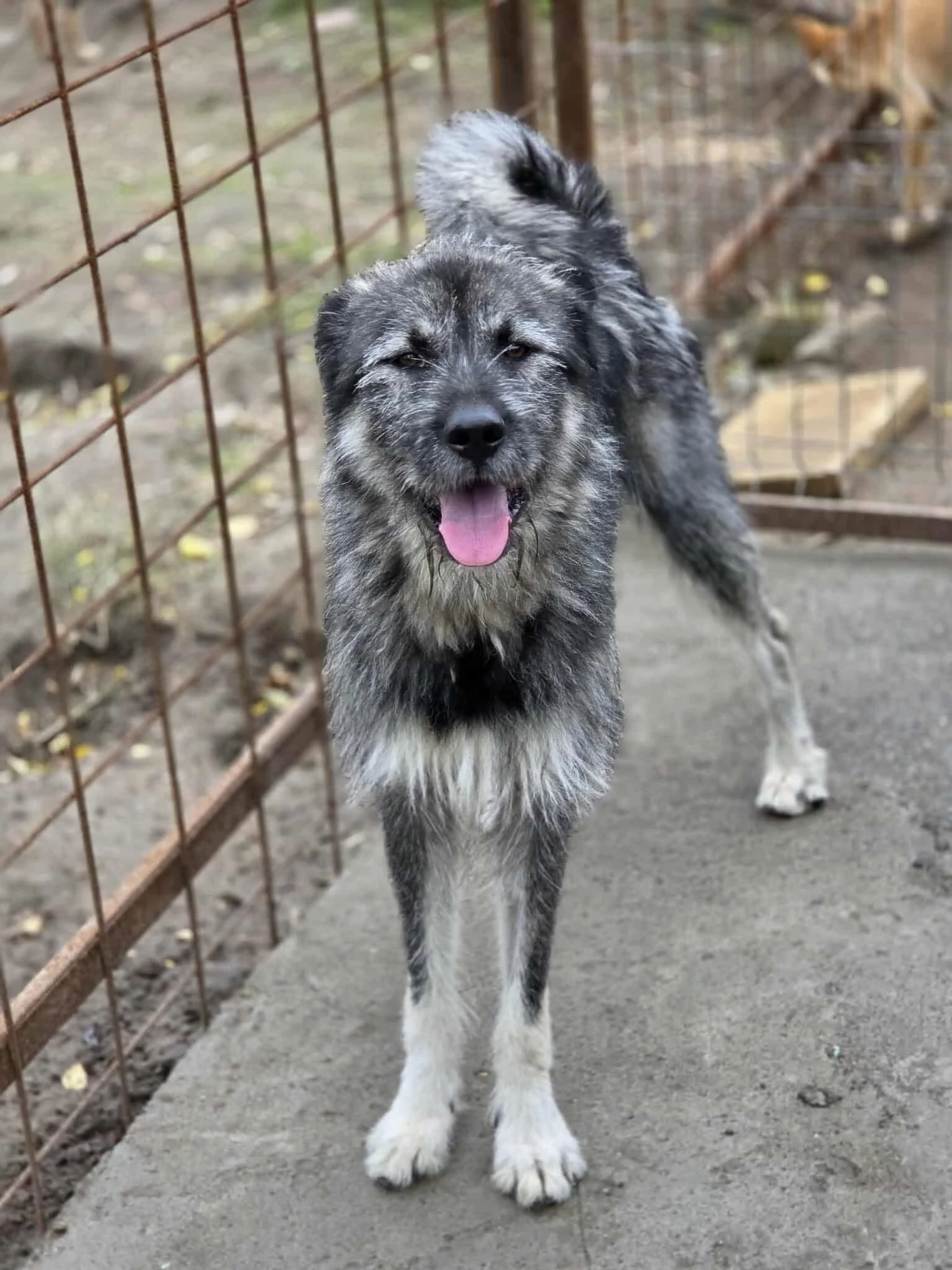 Torr, Penny's Ark rescue dog.