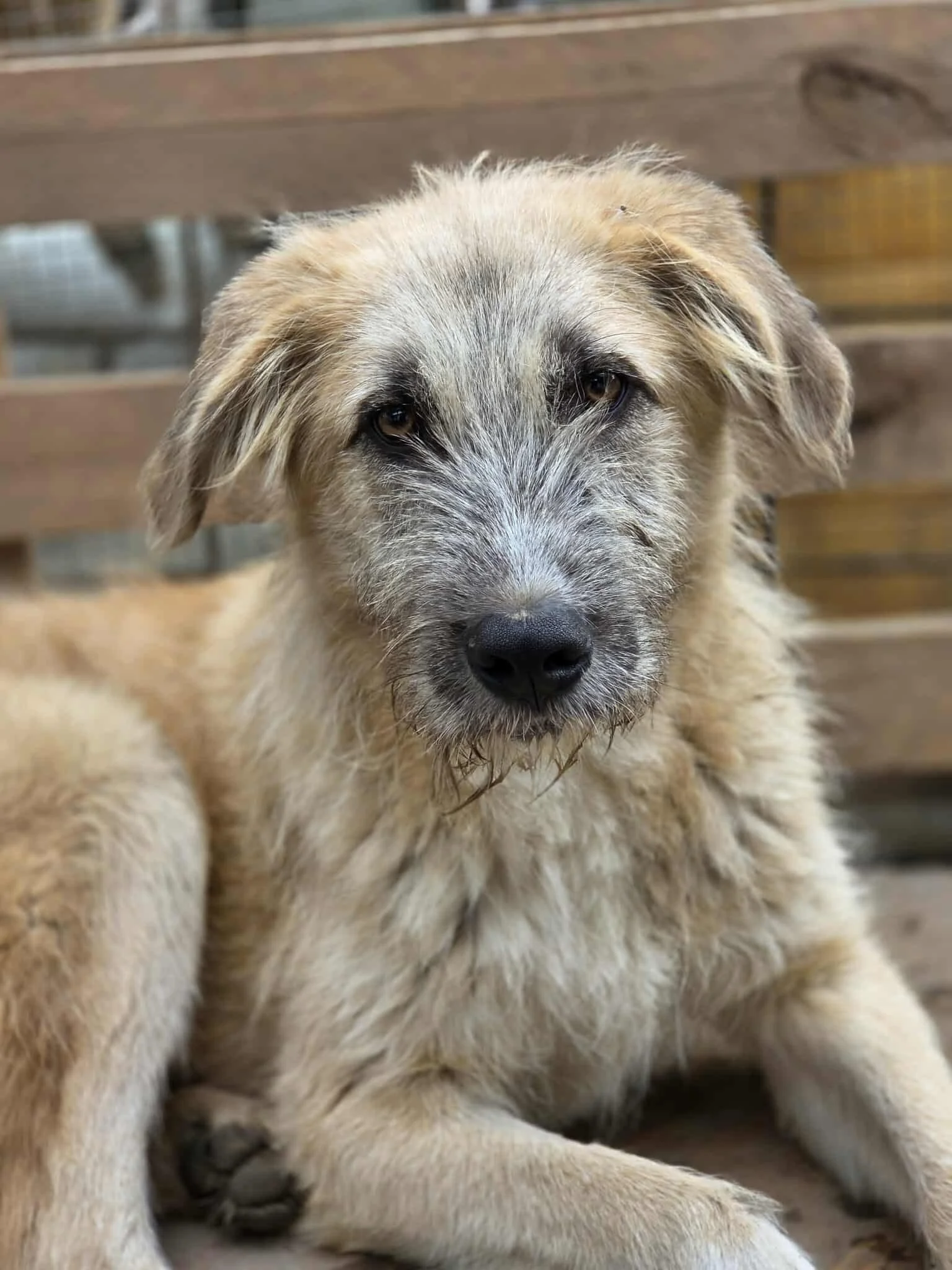 Speedy, Penny's Ark rescue dog.