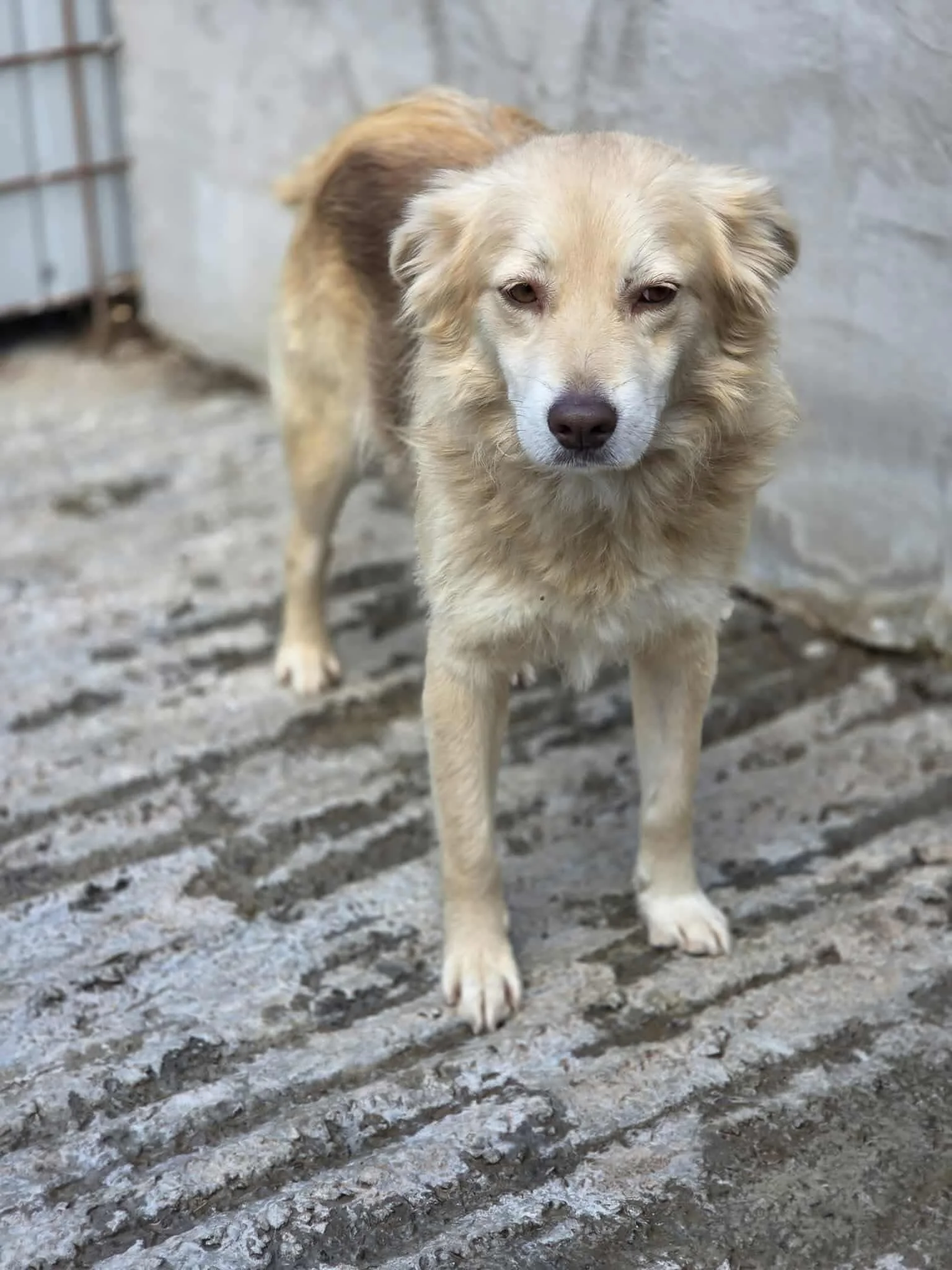Anya, Penny's Ark rescue dog.