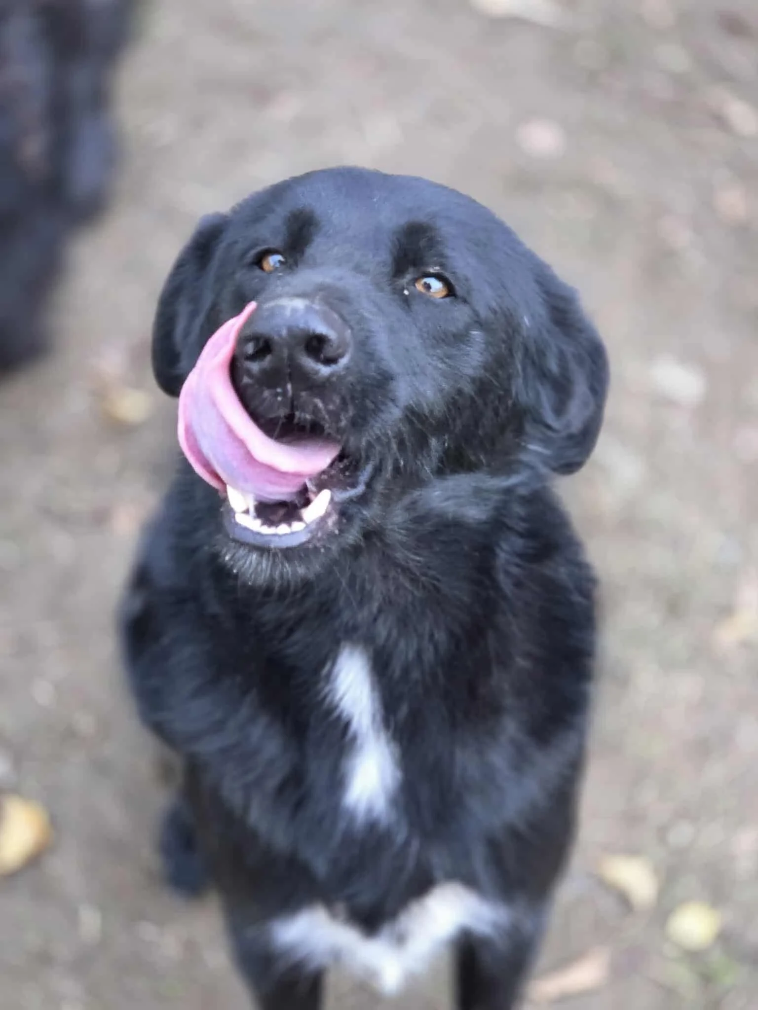 Olly, Penny's Ark rescue dog.