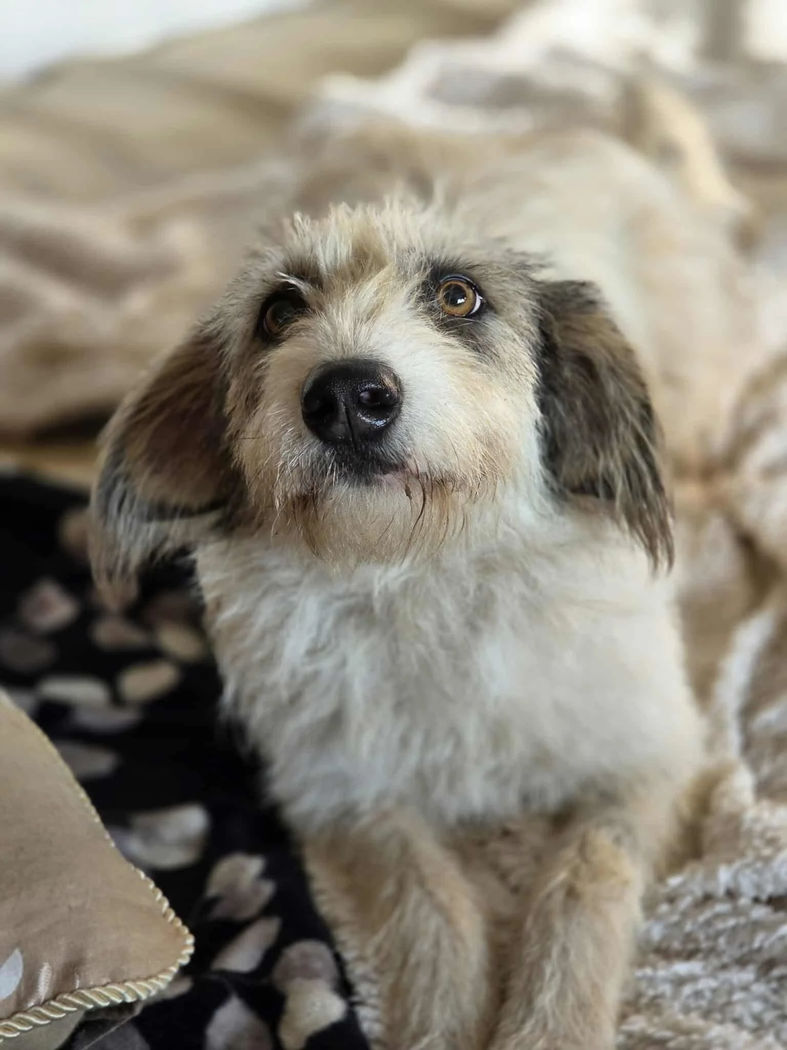Cherry, Penny's Ark rescue dog.