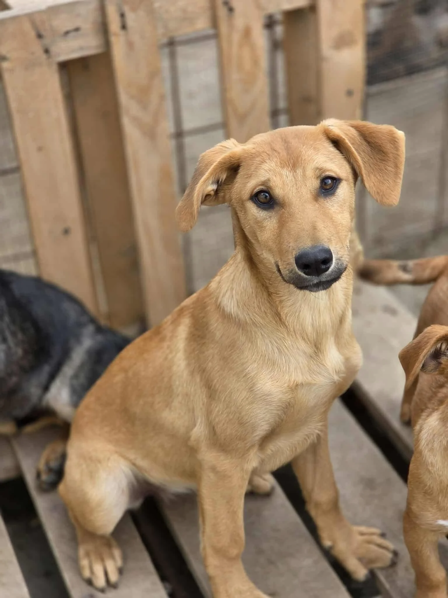 Nova, Penny's Ark rescue dog.