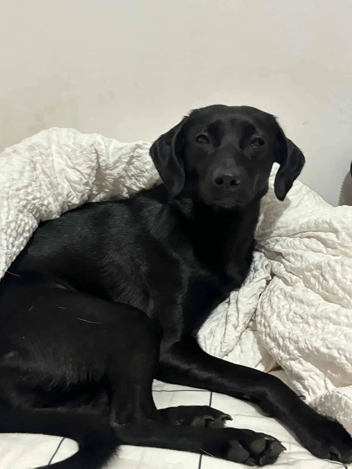 Nori(Tara), Penny's Ark rescue dog.