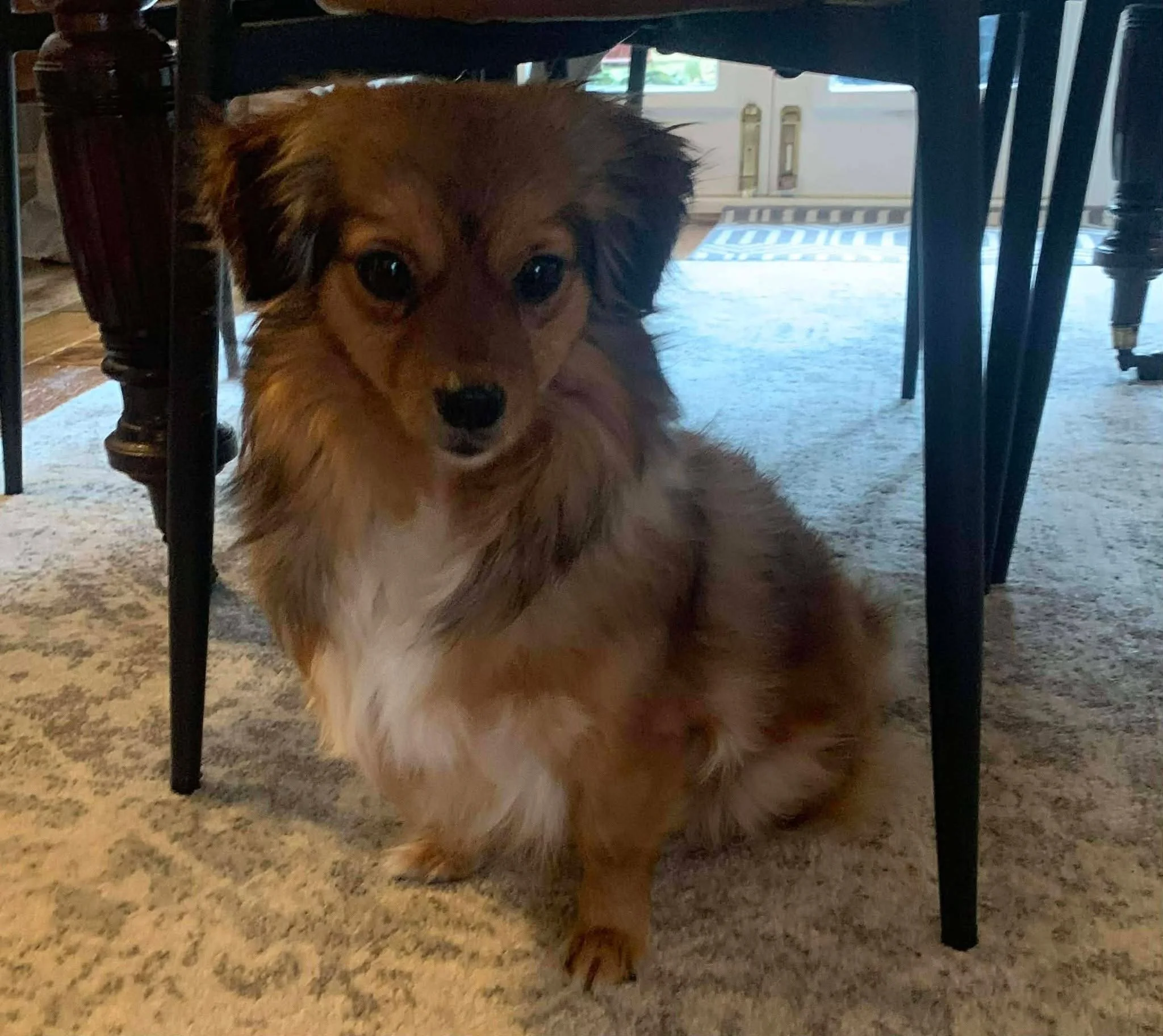 Ana (now Amber), Penny's Ark rescue dog.