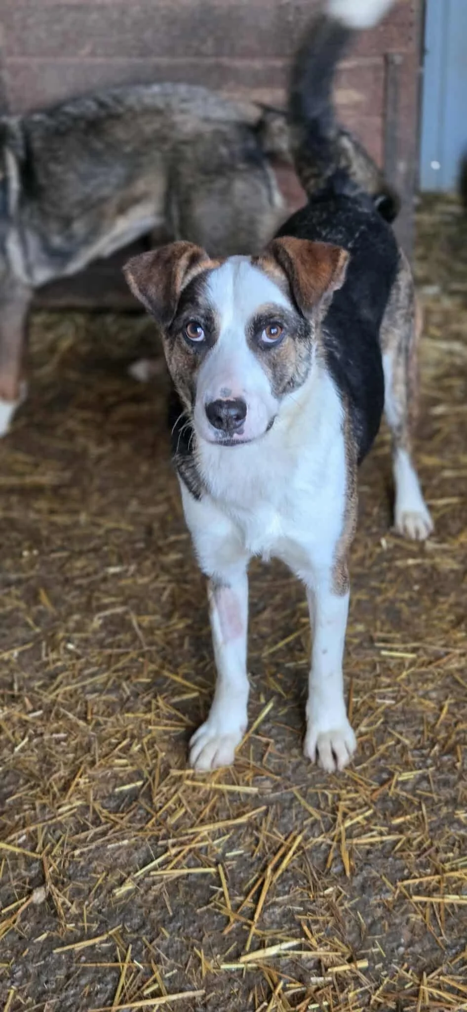 Alissa, Penny's Ark rescue dog.