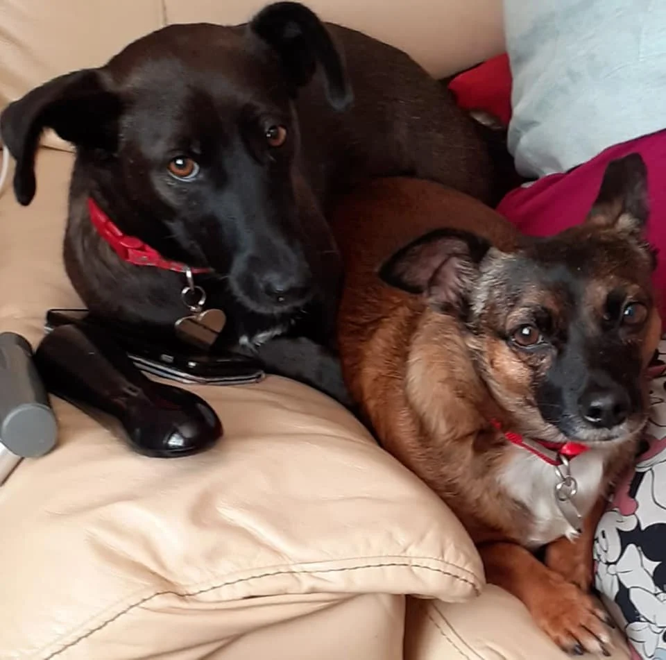 Featured image for: Can you help 3 dogs in need this weekend?