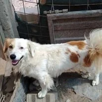 Millow, Penny's Ark rescue dog.