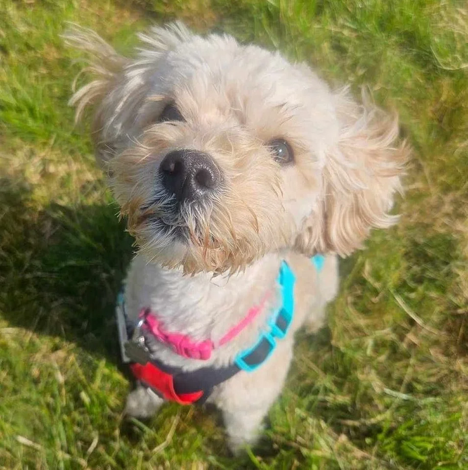 Nala, Penny's Ark rescue dog.