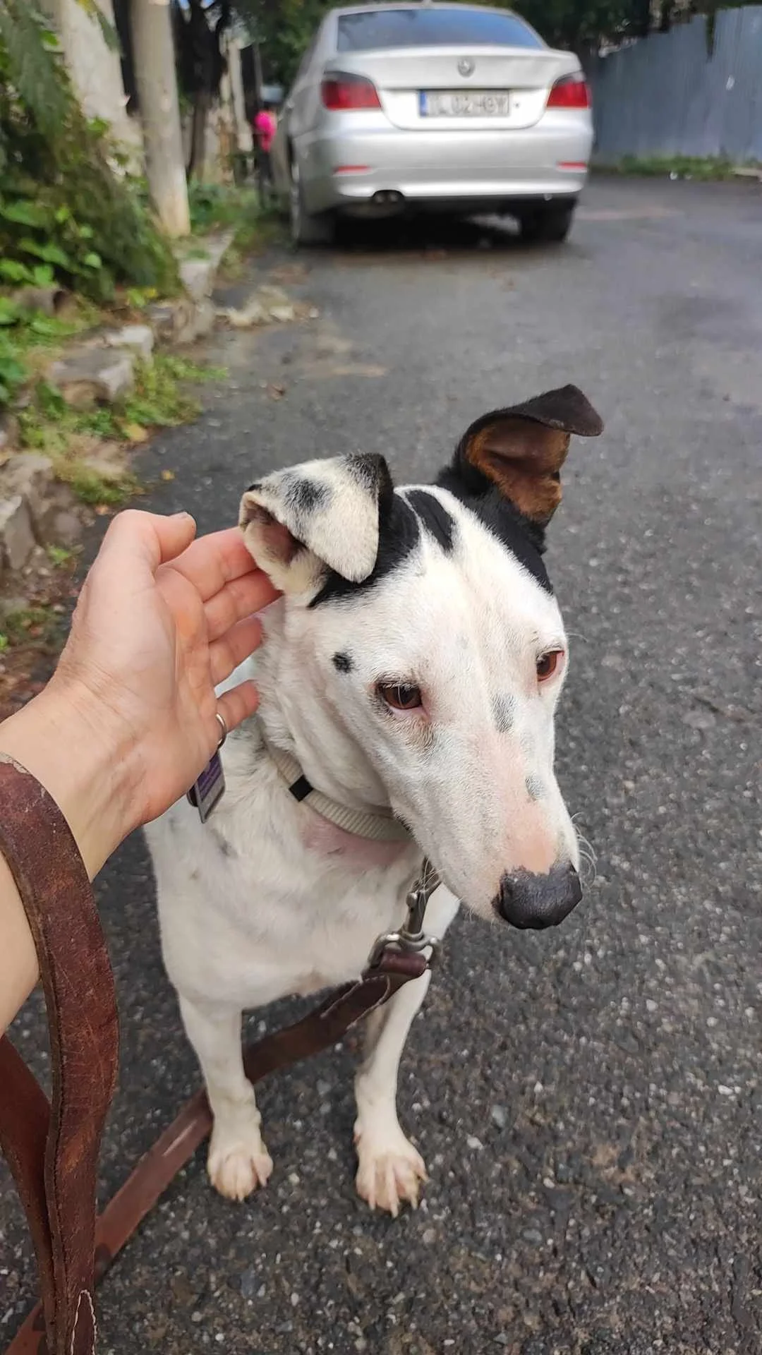 Stivvie, Penny's Ark rescue dog.