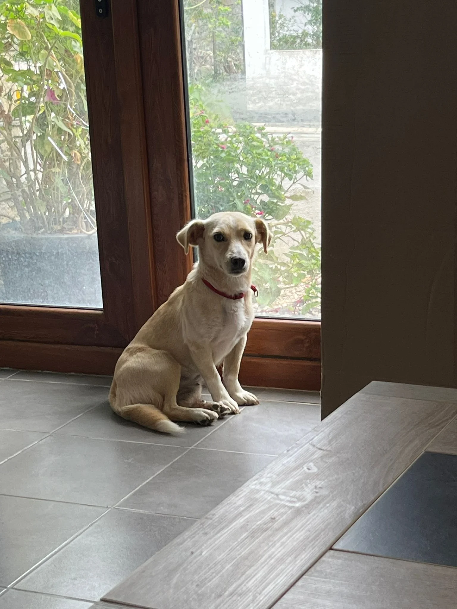 Suzy, Penny's Ark rescue dog.