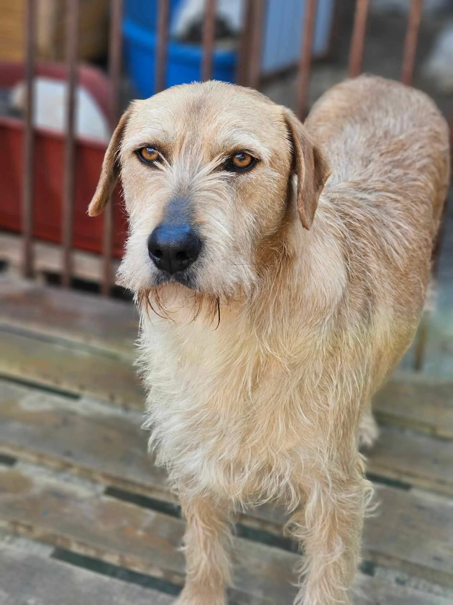 Eros, Penny's Ark rescue dog.