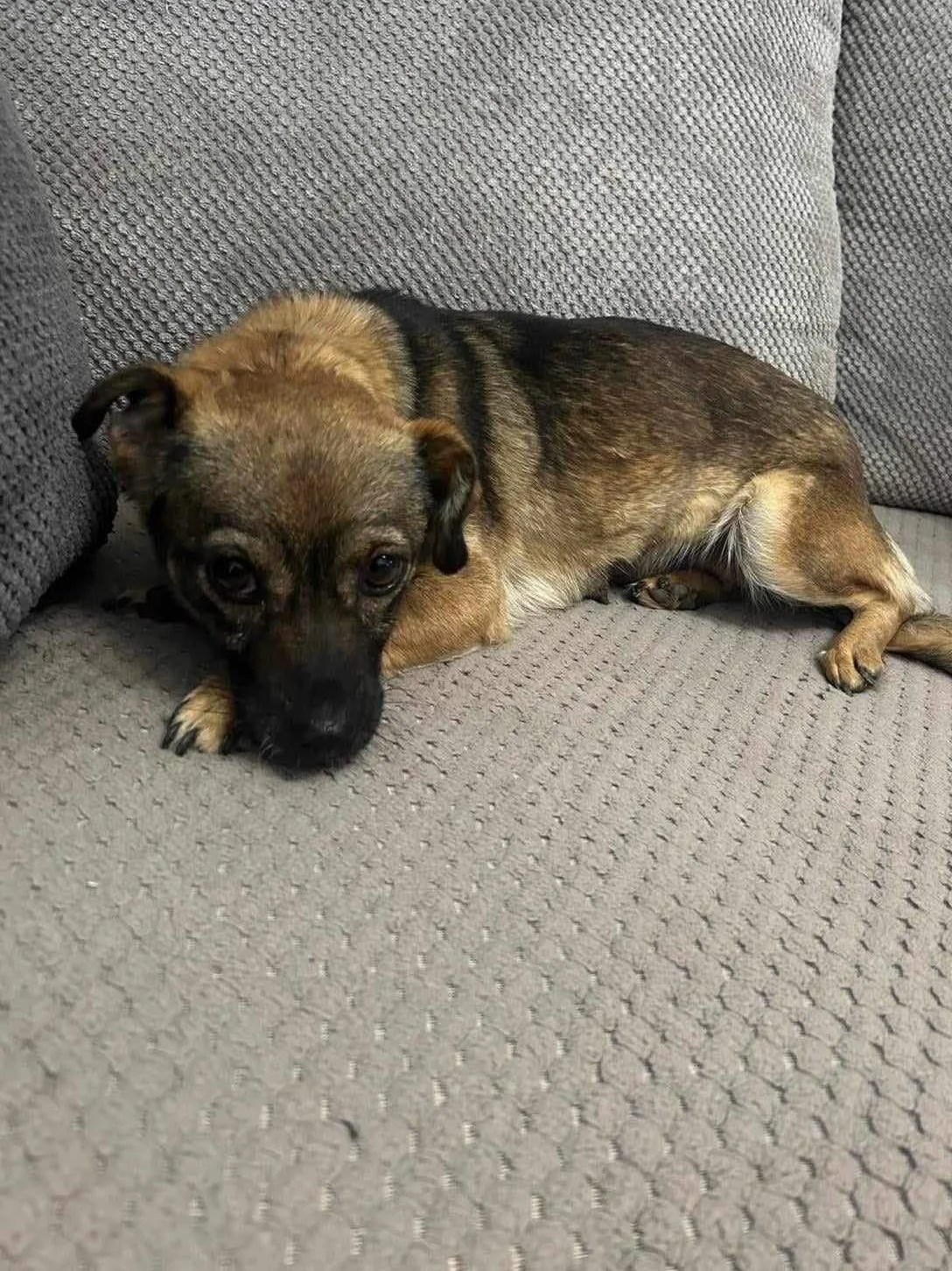 Alma, Penny's Ark rescue dog.