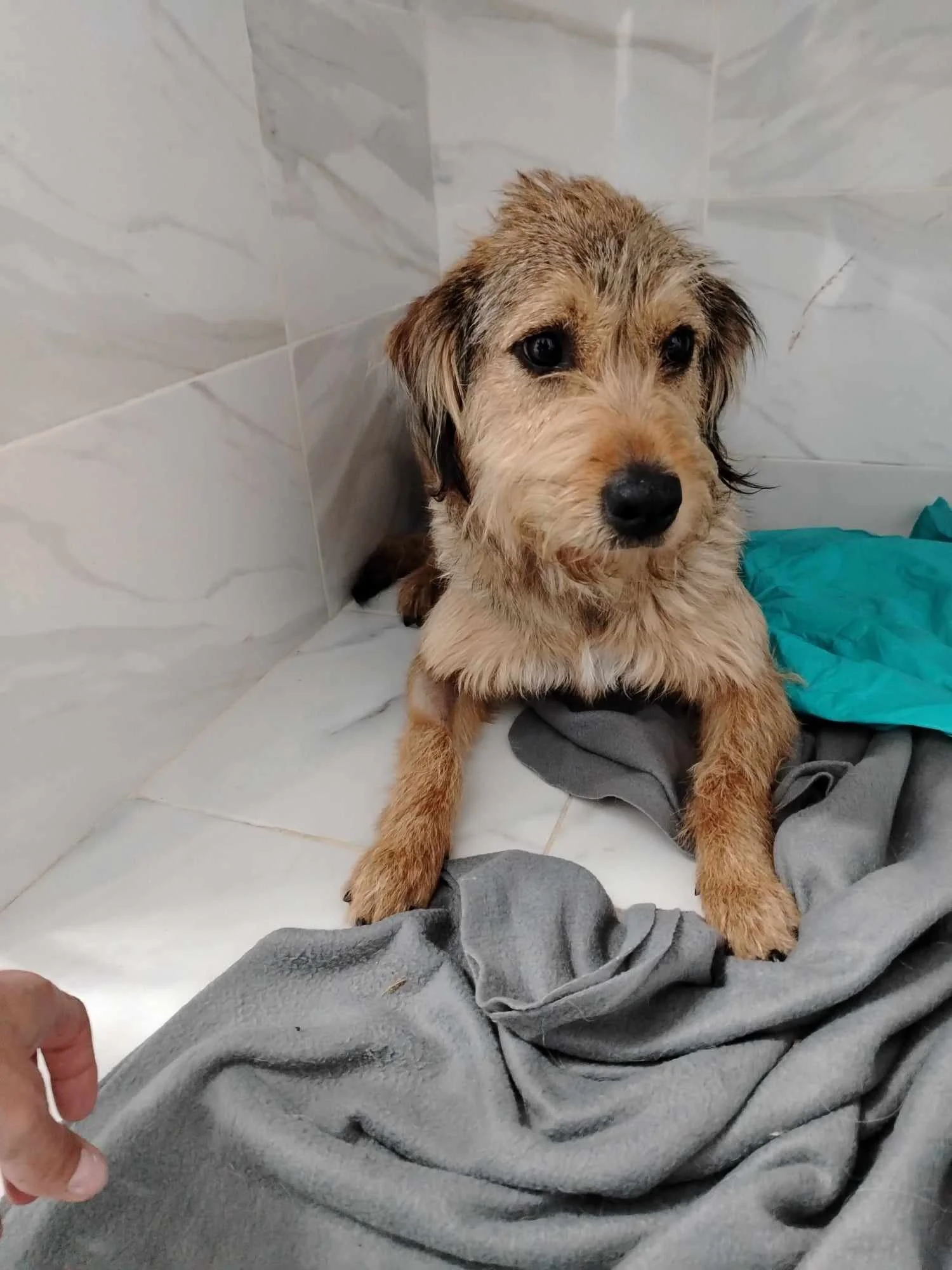 Anca, Penny's Ark rescue dog.
