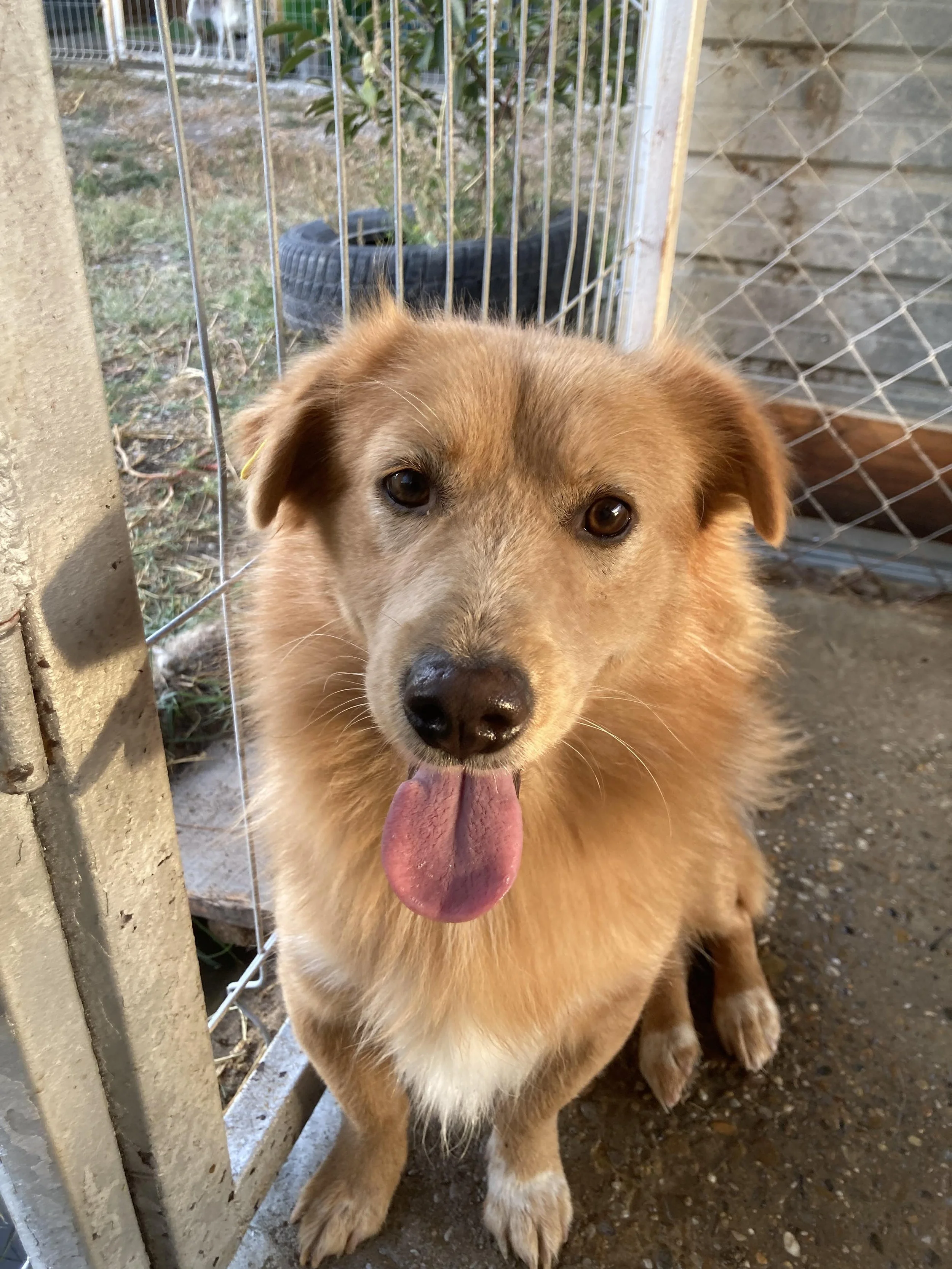 Matty, Penny's Ark rescue dog.