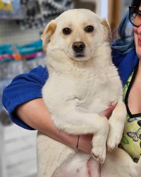 Blanca, Penny's Ark rescue dog.